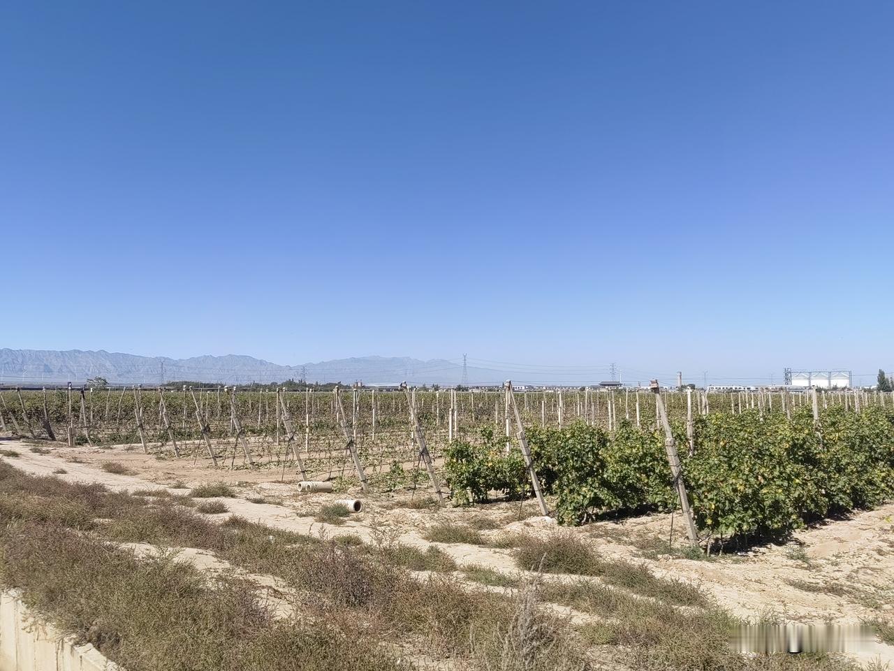 初秋的贺兰山脚下，天高，云淡。曾经的隔壁沙漠，如今已经改造成万亩葡萄园。
葡萄已