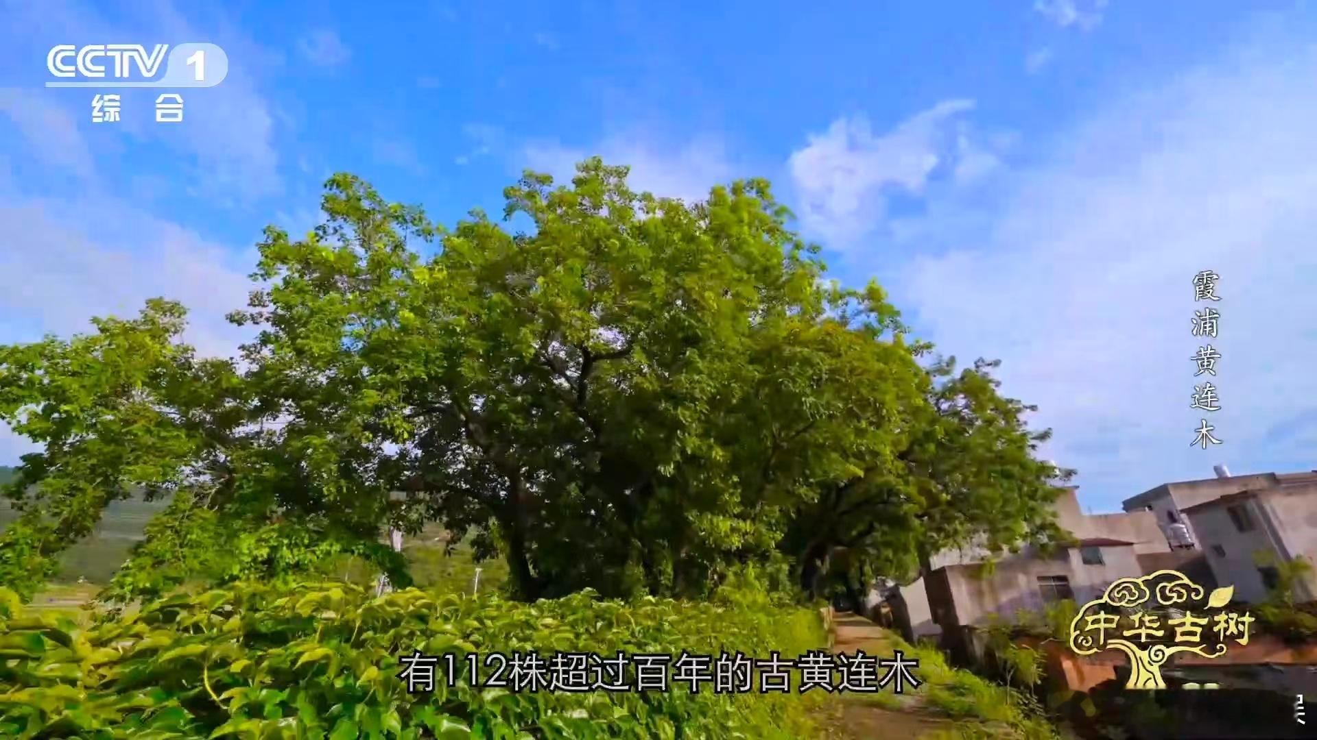 100多株百年古树连成一片的场面，真的太震撼了！站在传胪村的石墙旁，看着密密麻麻