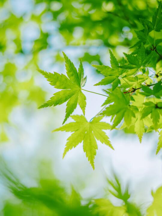 🍃｜生机盎然的春日
