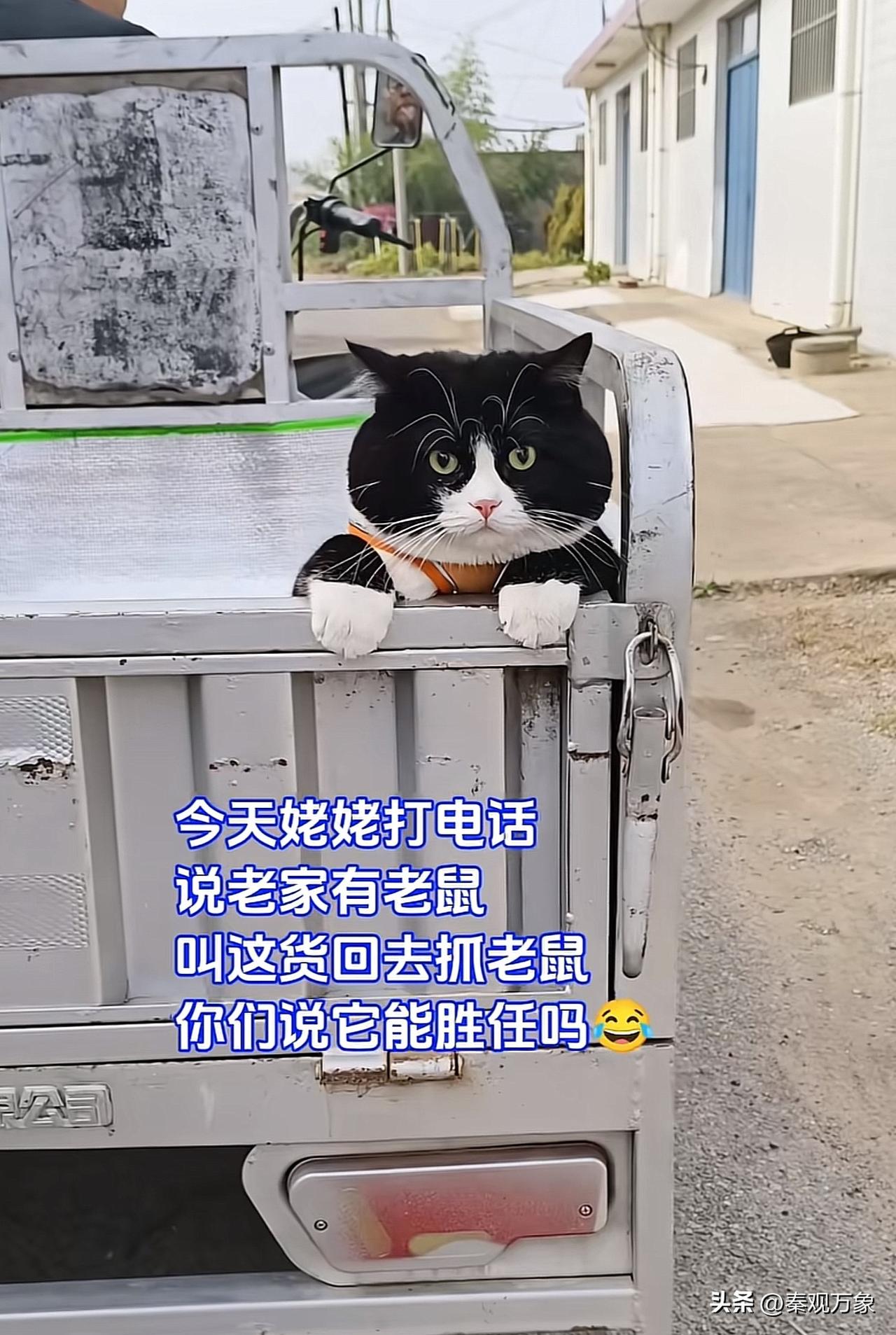 今天姥姥打电话，老家闹老鼠，叫这货回去住啊老鼠！
你们看看这只黑猫警长，能不能胜