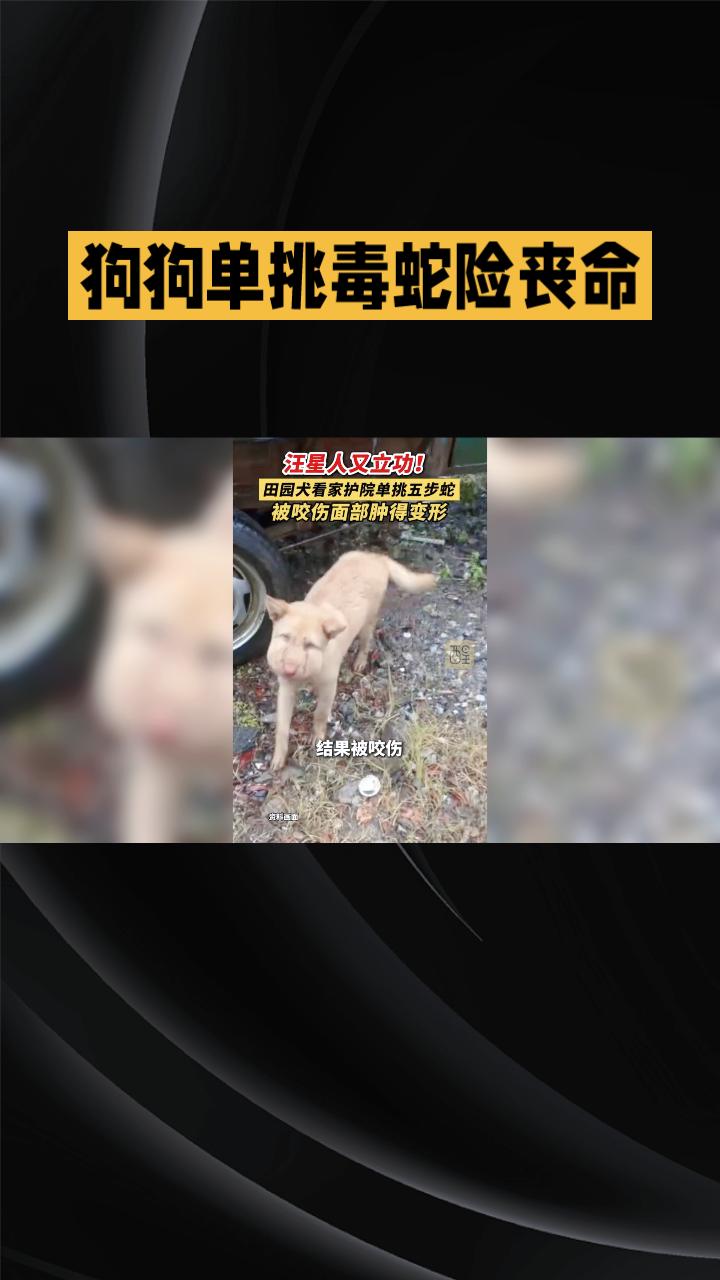 狗狗单挑毒蛇险丧命，为何它能奇迹生还？
近日，湖南邵阳一只田园犬为护院与一条一米