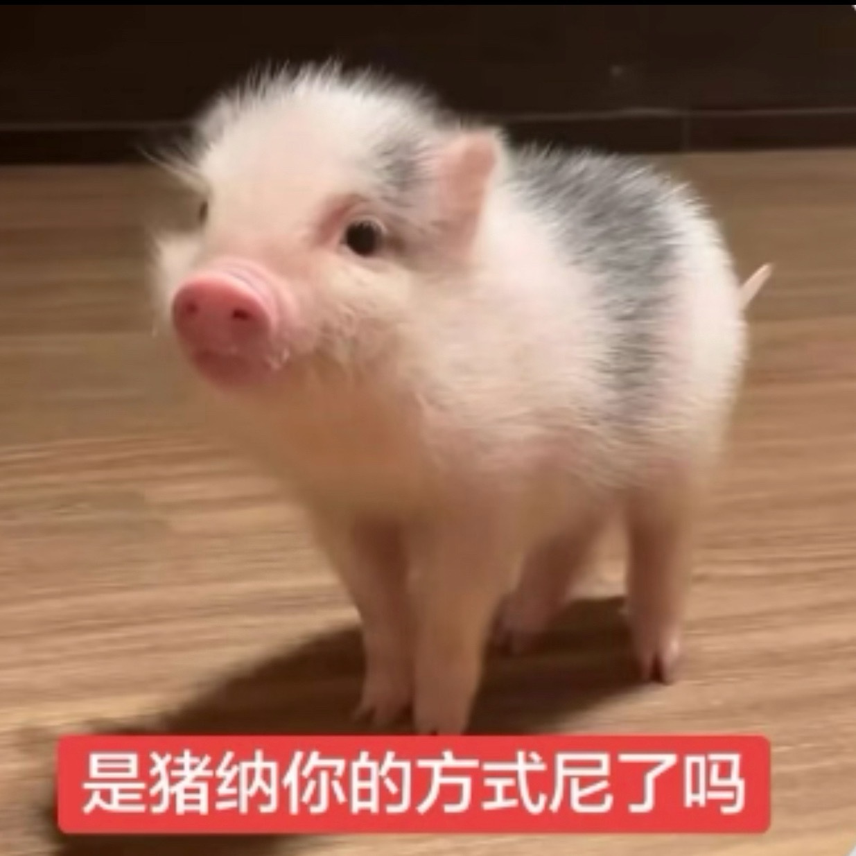 猪纳尼？ ​​​