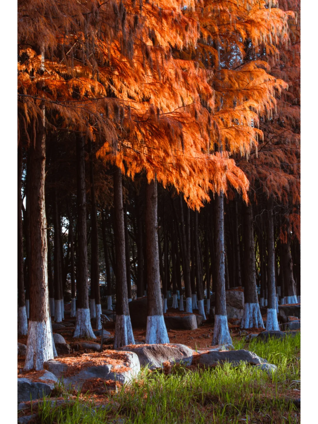 冬日的清晨一定要来苏州这片水杉林