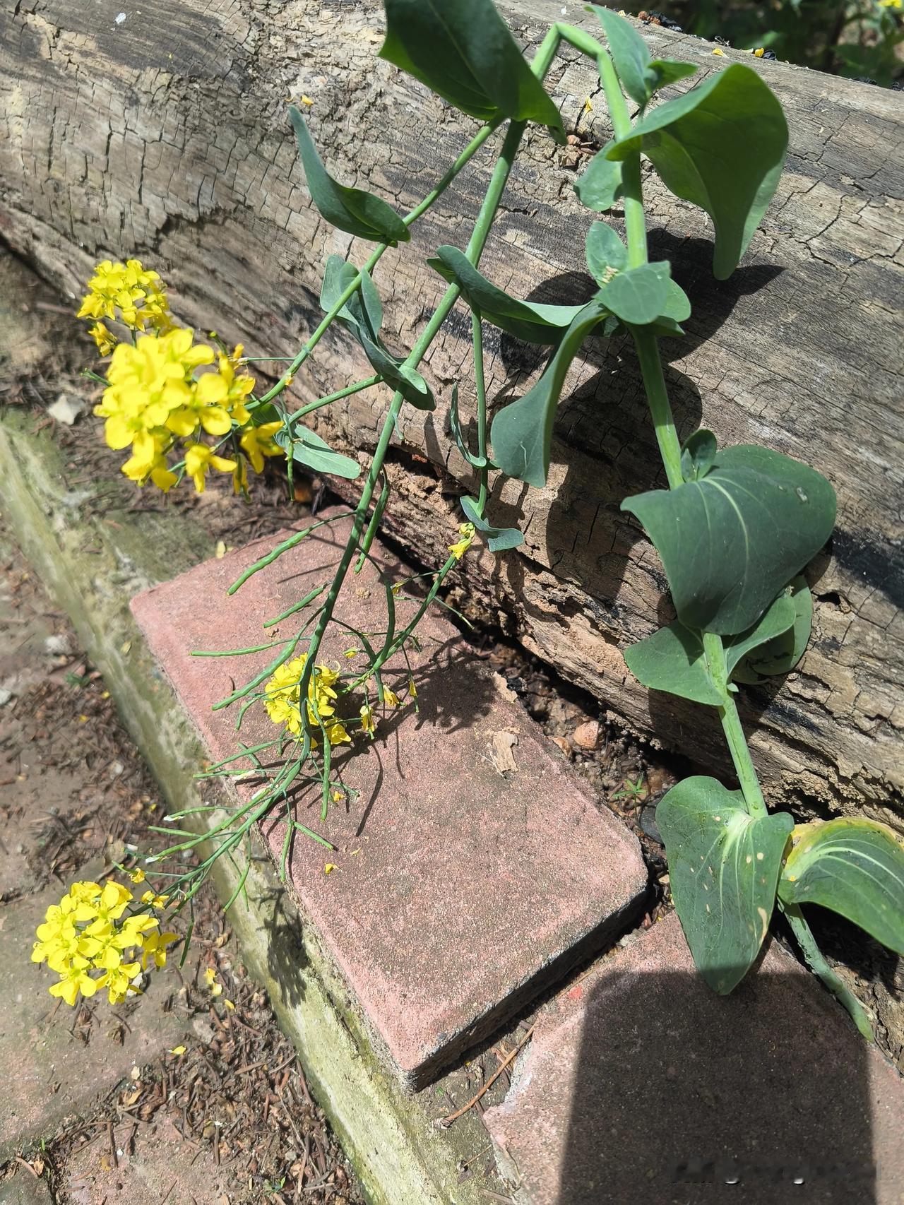 养儿育女，负重前行！
    年前于小区废弃树池移栽的上海青白菜，长势十分喜人。
