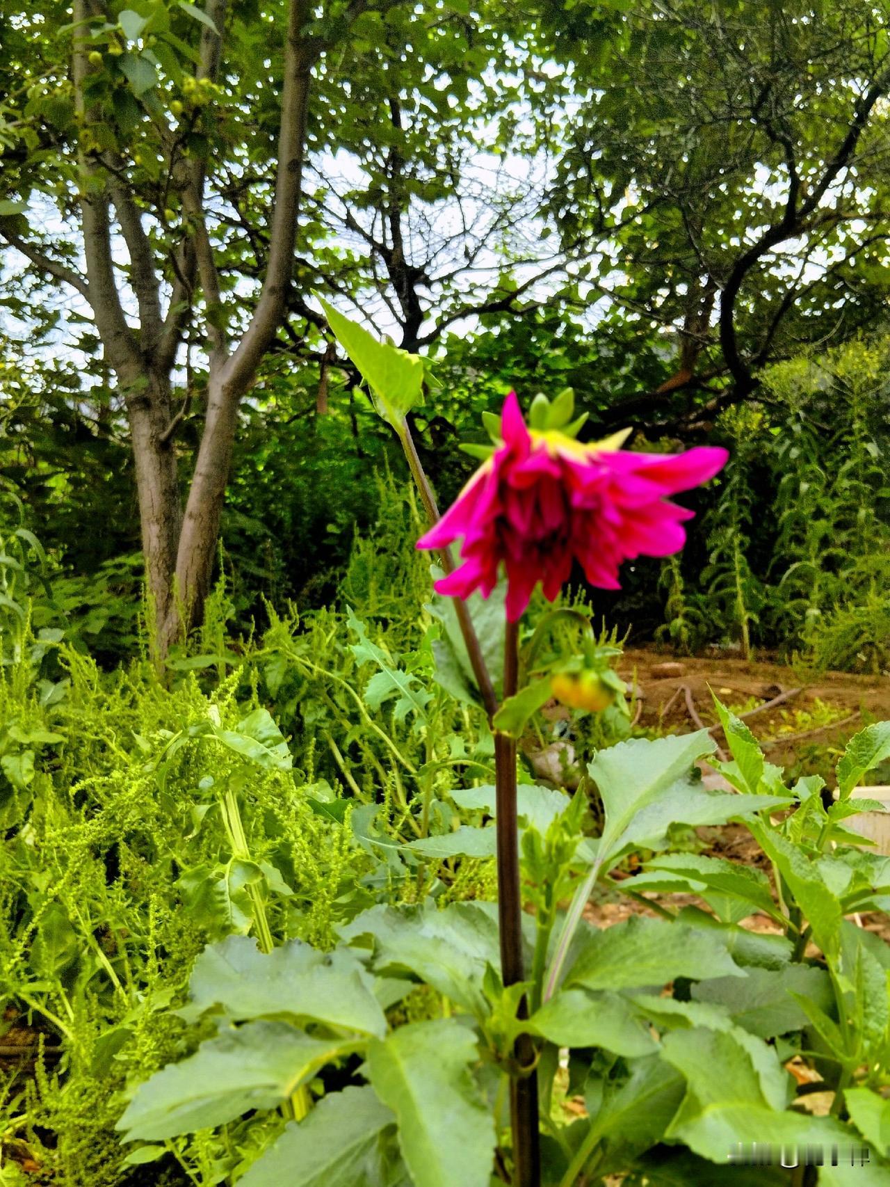 偶遇一枝花，
低眉羞答答。
晒图笔记大赛