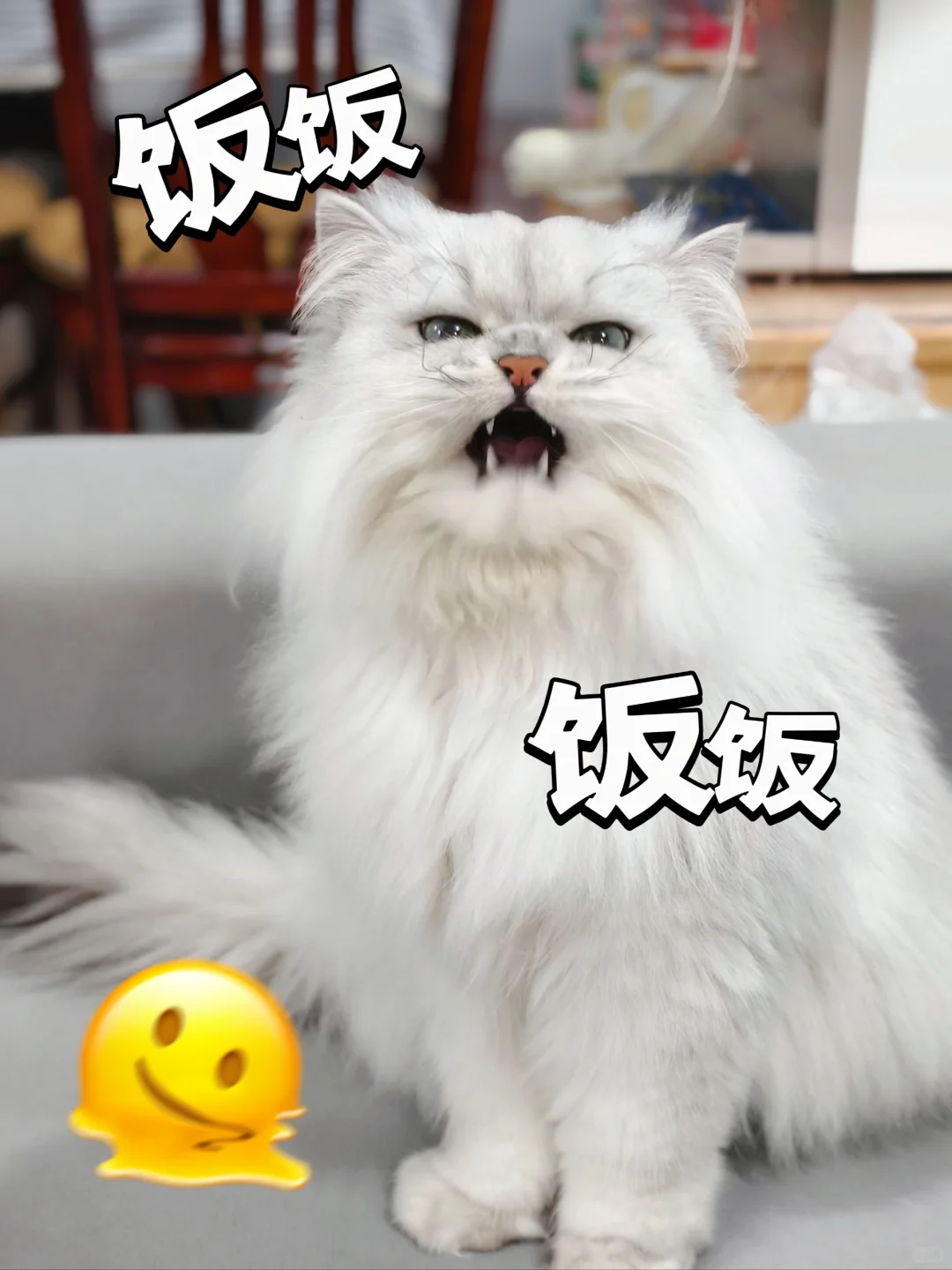 猫咪软便?别担心我有妙招!