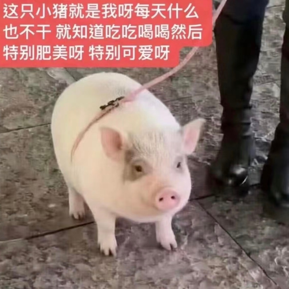 萌萌小猪表情包 ​​​