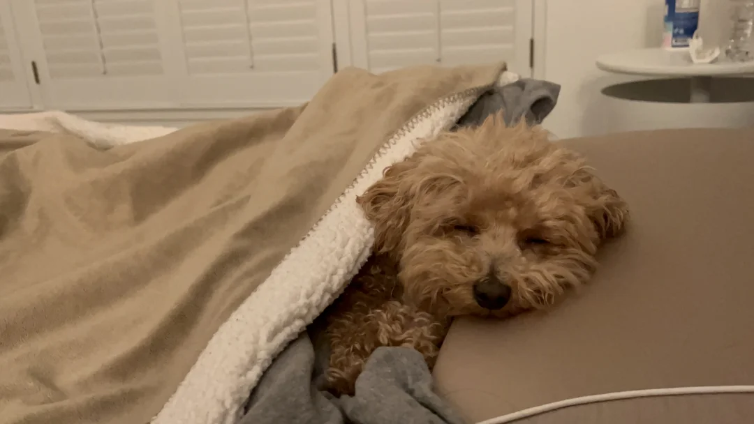 一些你睡觉的样子🐾