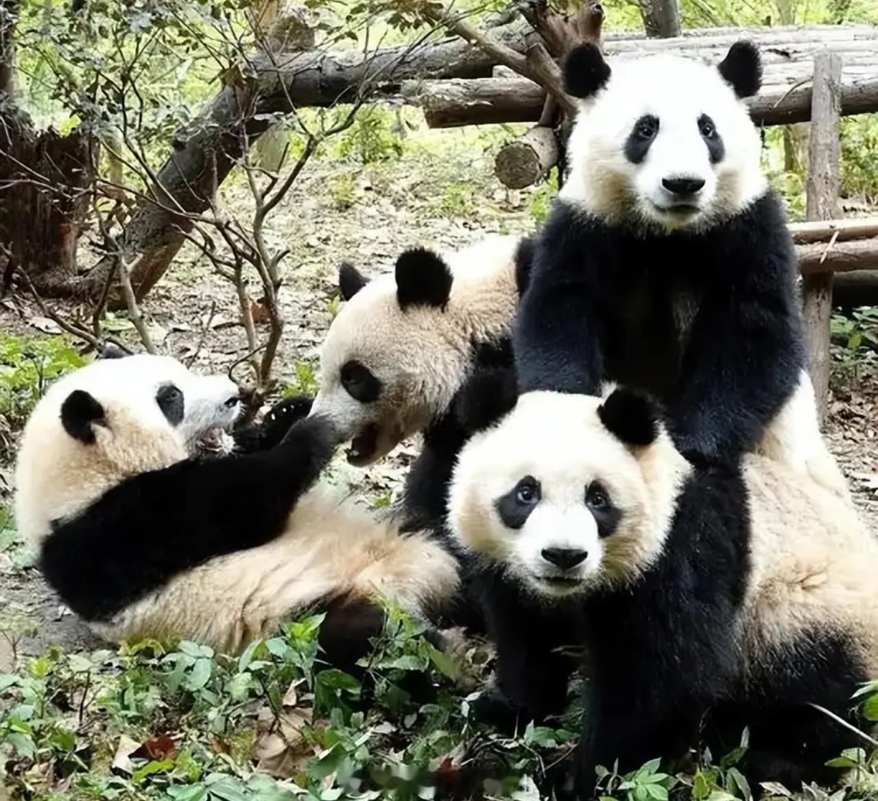 答案必须是：火到没朋友，萌到无国界！ 咱们的黑白团子在美国，妥妥是顶流中的顶流，