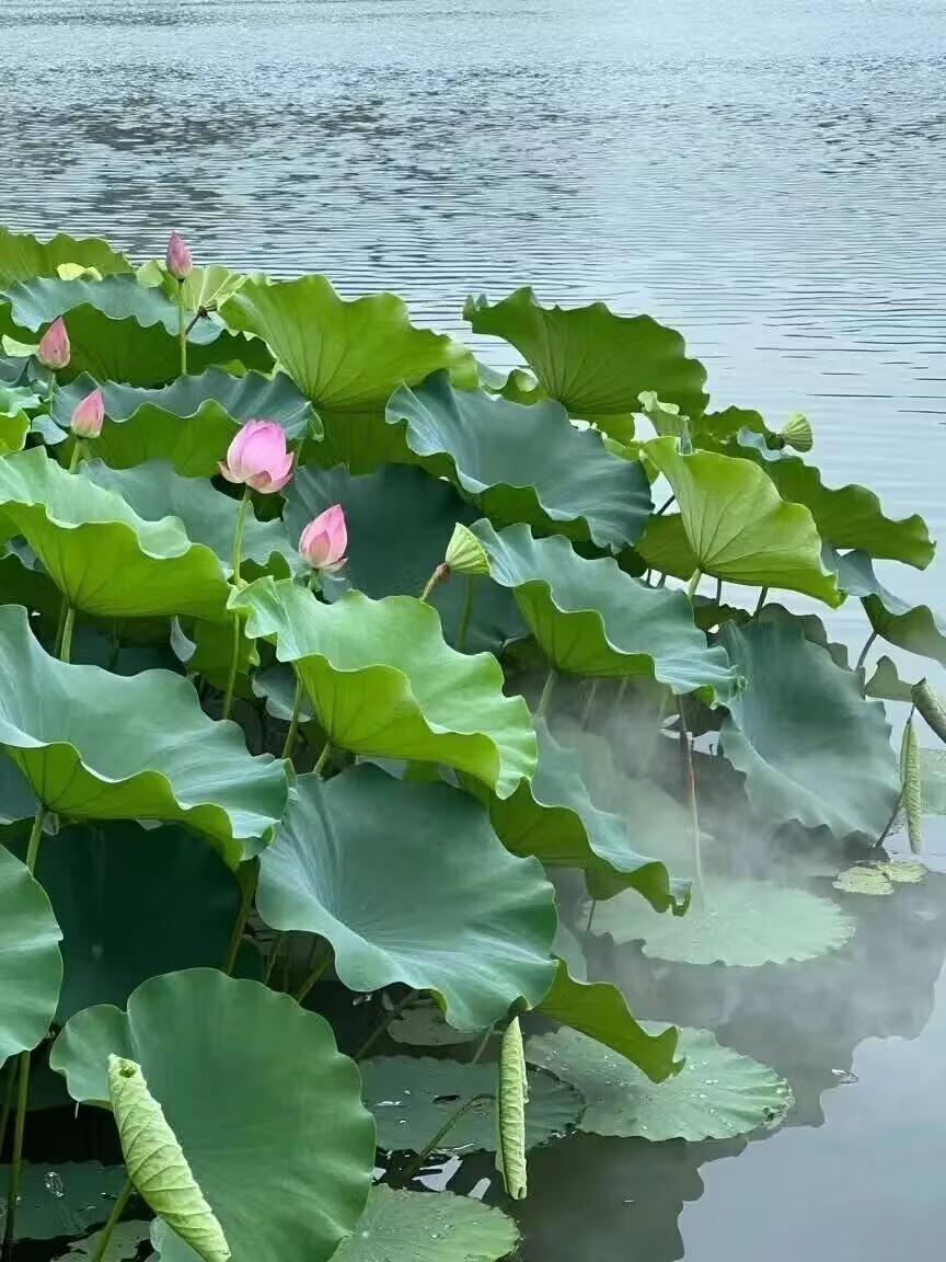 小暑:忽如一夜温风至，风动荷香小暑来

小暑，是二十四节气里的第十一个节气，也是