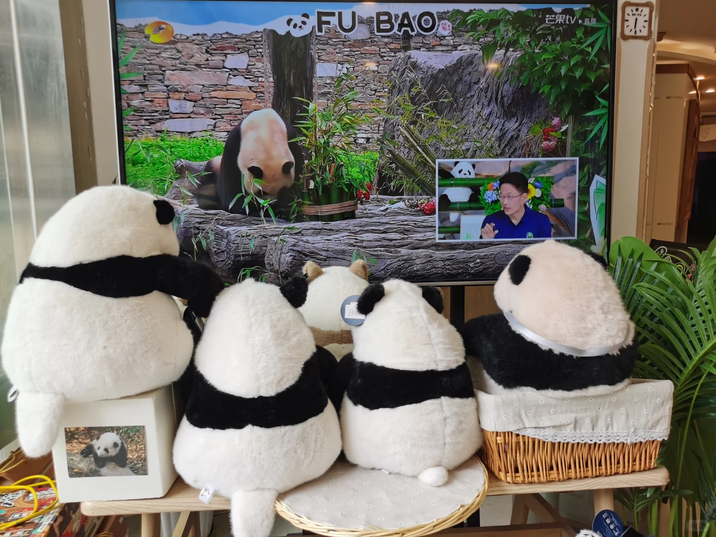 福宝最强粉丝应援团