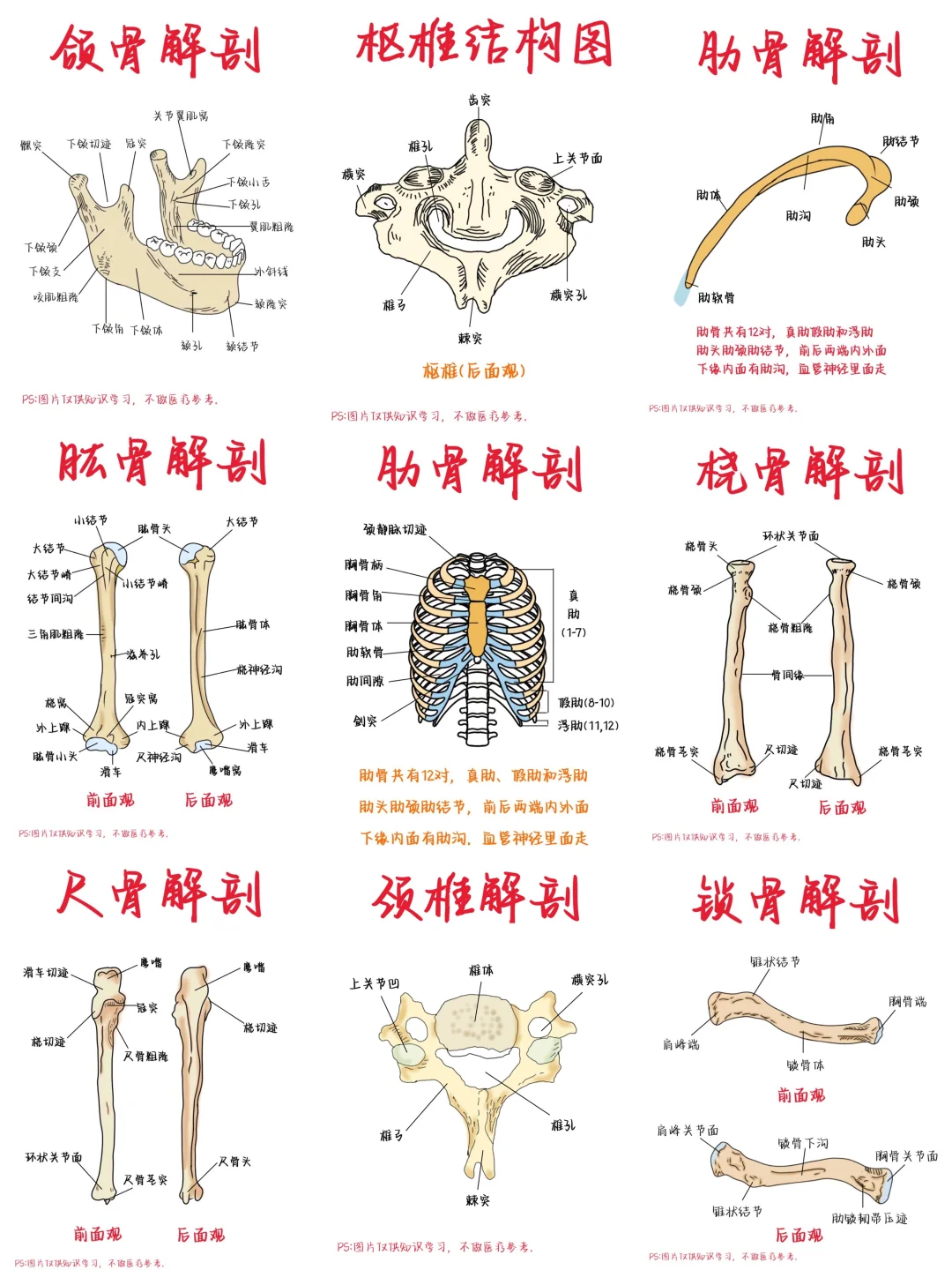 医学生笔记——解剖大合集