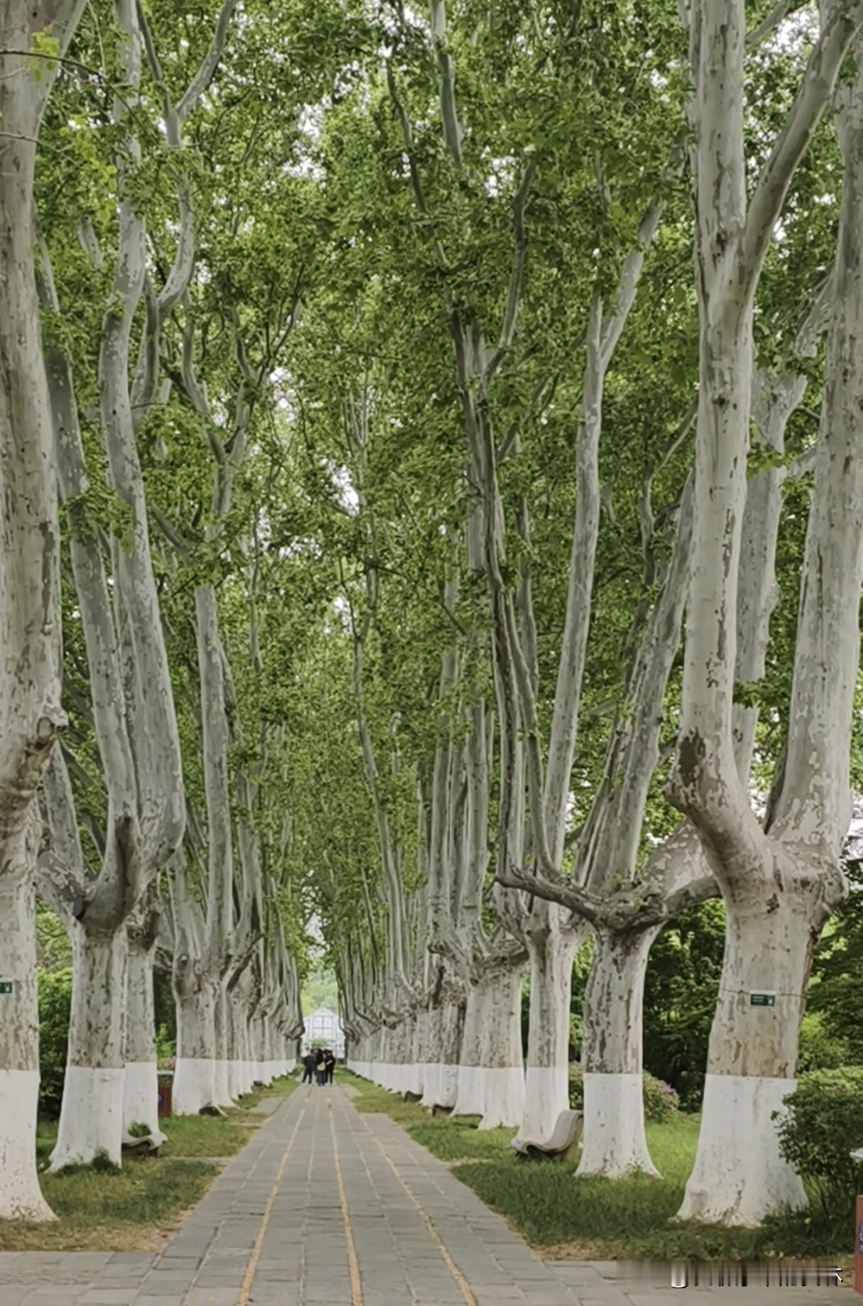 没想到最不起眼的泡桐树，居然被南京造就成了这么美的风景。

以前总觉得泡桐树很