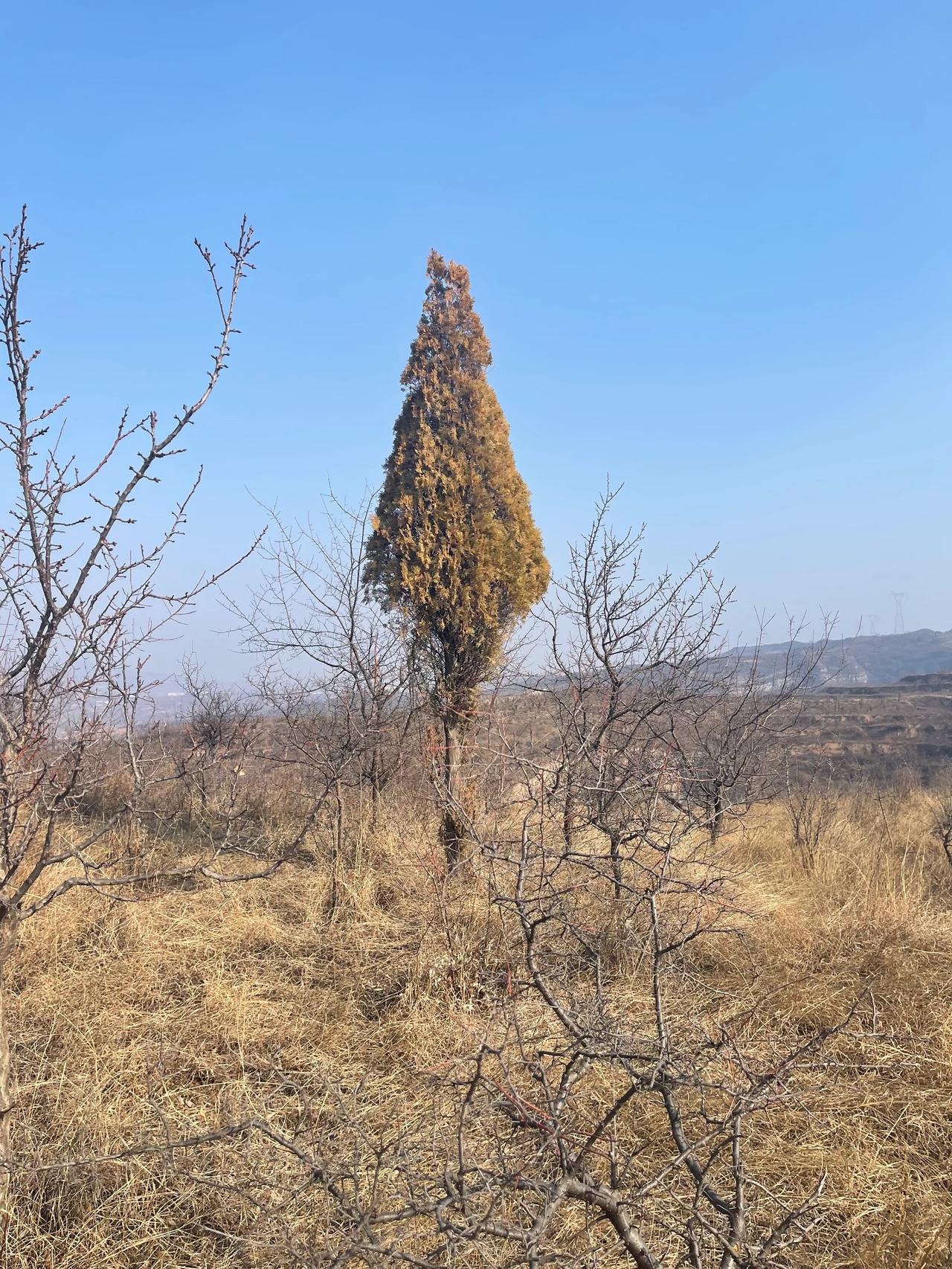 最近写文不太顺，昨天晚上写了一篇，发布后编辑了3次，终于给它编辑死翘翘了，一晚上