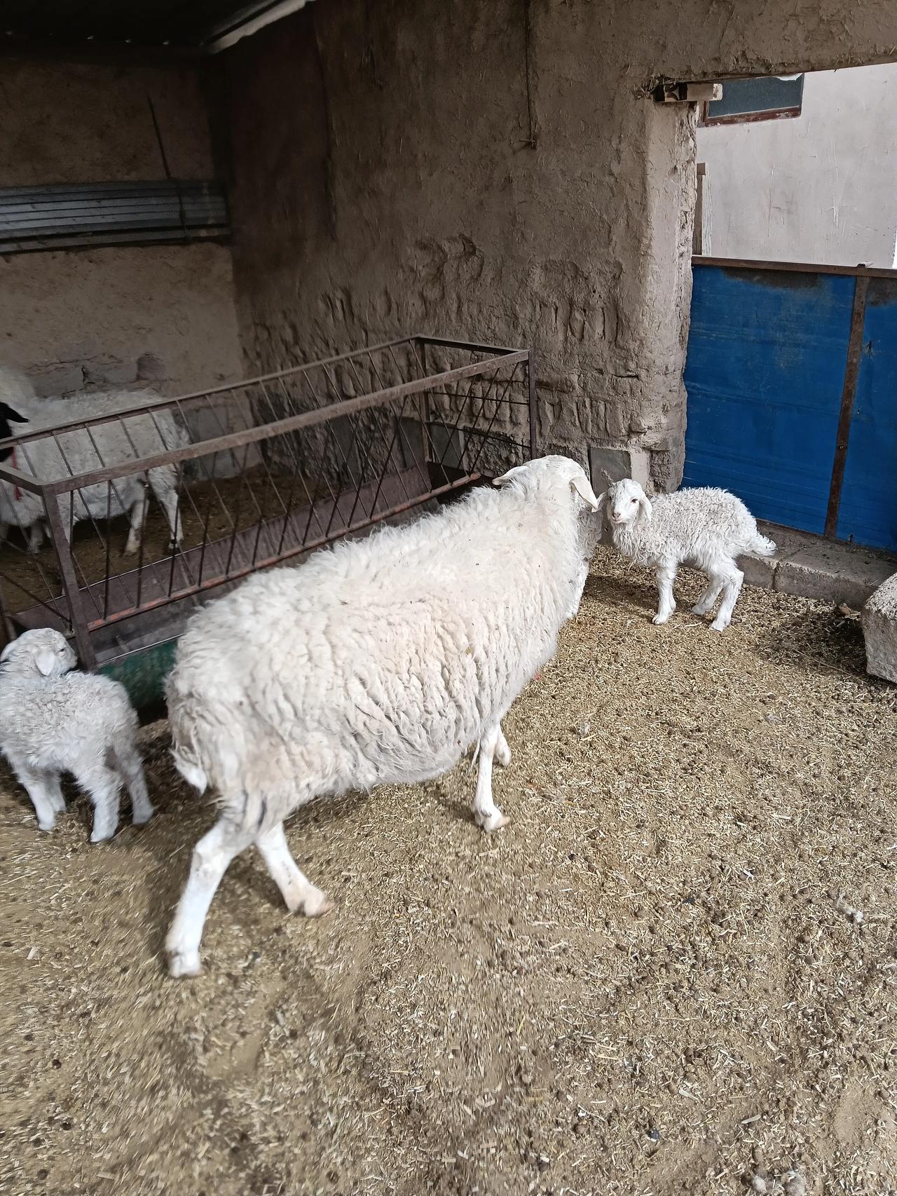 圈养羊门槛更低，只要能往羊槽里添草，就能养羊。

都说家里有老人，拖累大，换上养