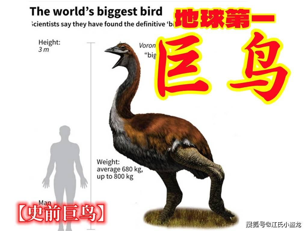 史前巨鸟！体型堪比小型恐龙，曾称霸马达加斯加
  如今地球上现存最大的鸟类是鸵鸟