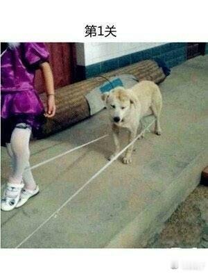 养汪千日，用汪一时！心疼汪，可还是忍不住笑了 [笑cry] ​​​