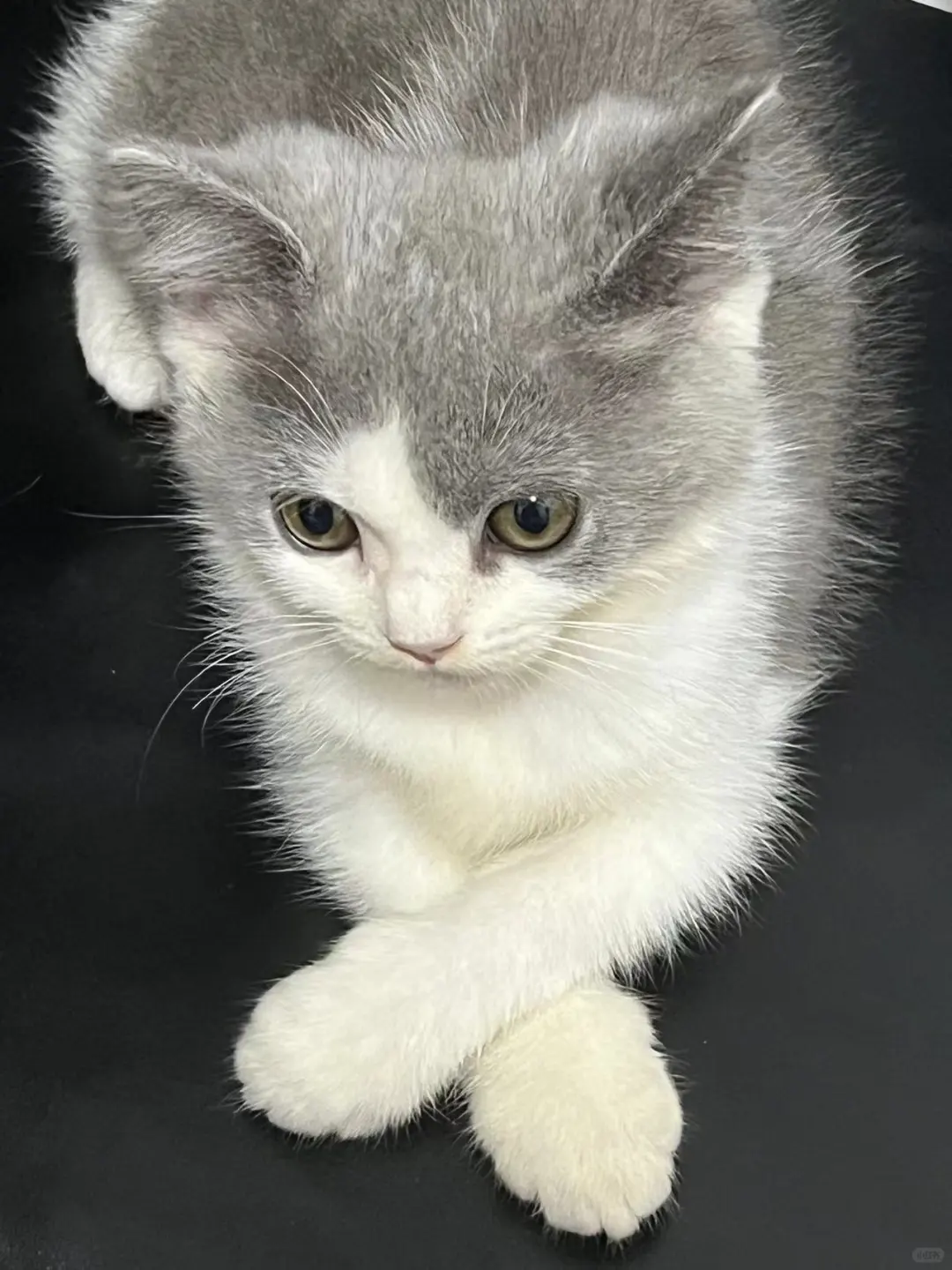 一只会跷二郎腿的修猫