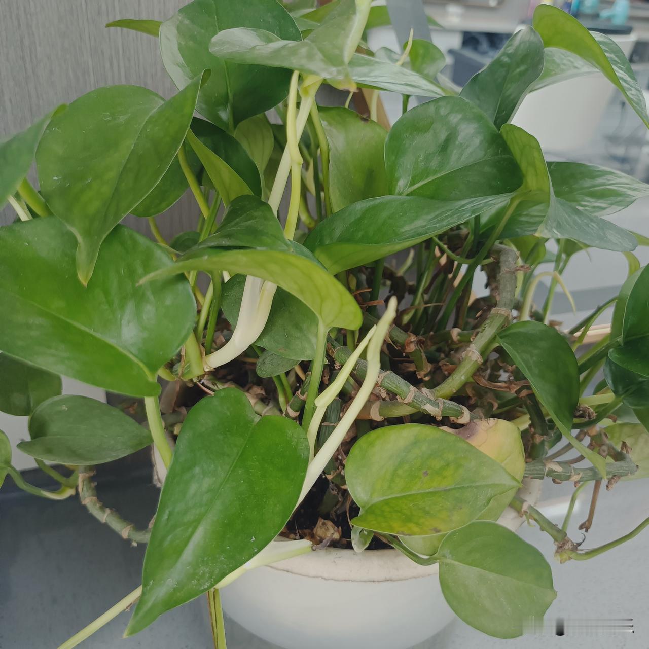 平时工作生活总是忙忙碌碌，难得抽点空闲，好好打理家里的几盆绿萝。看着一盆盆绿植，