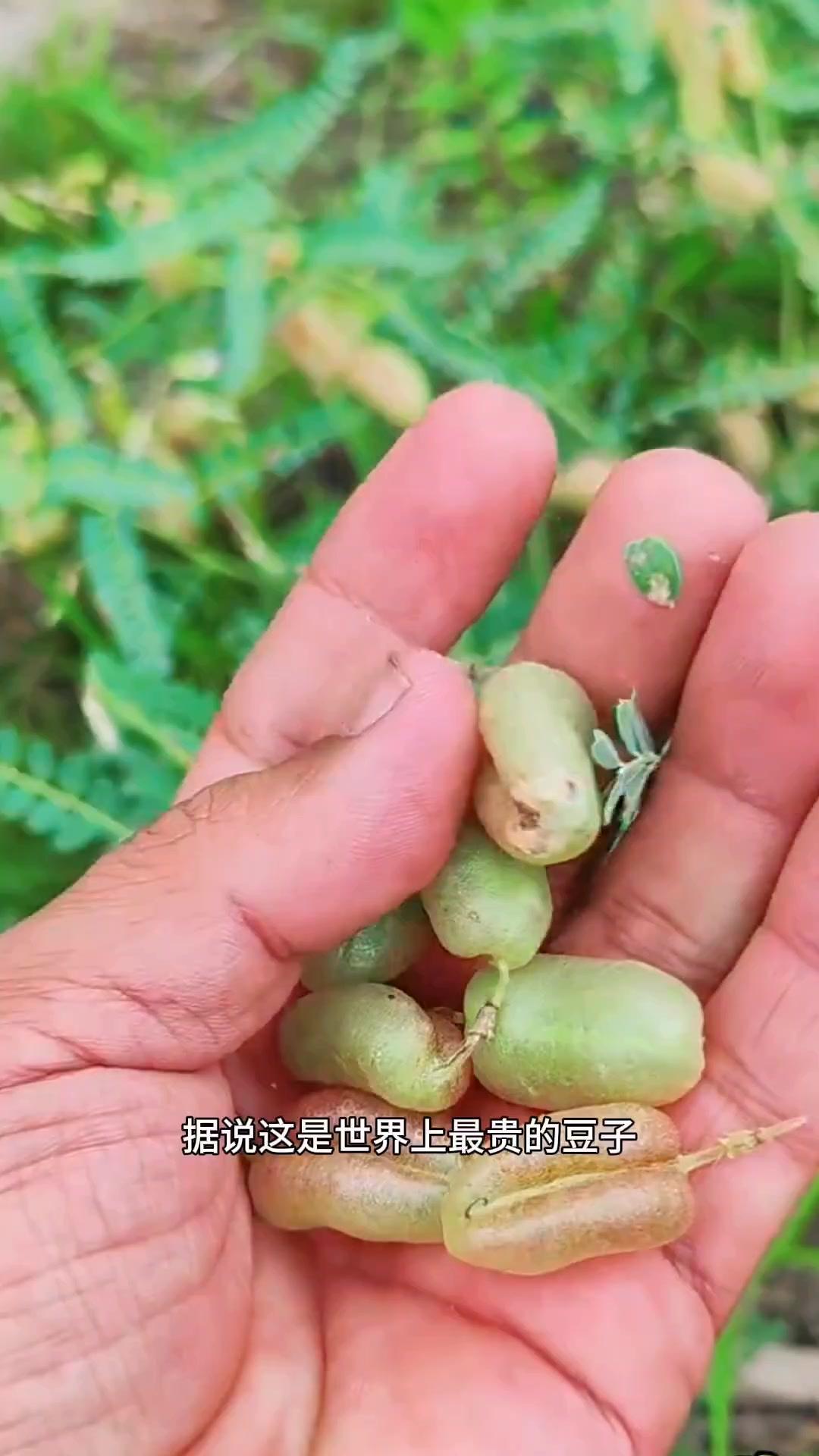 这豆子一颗上万元？！💡世界最贵豆子长这样！
苦豆子，一听名字就带着点“不好惹”