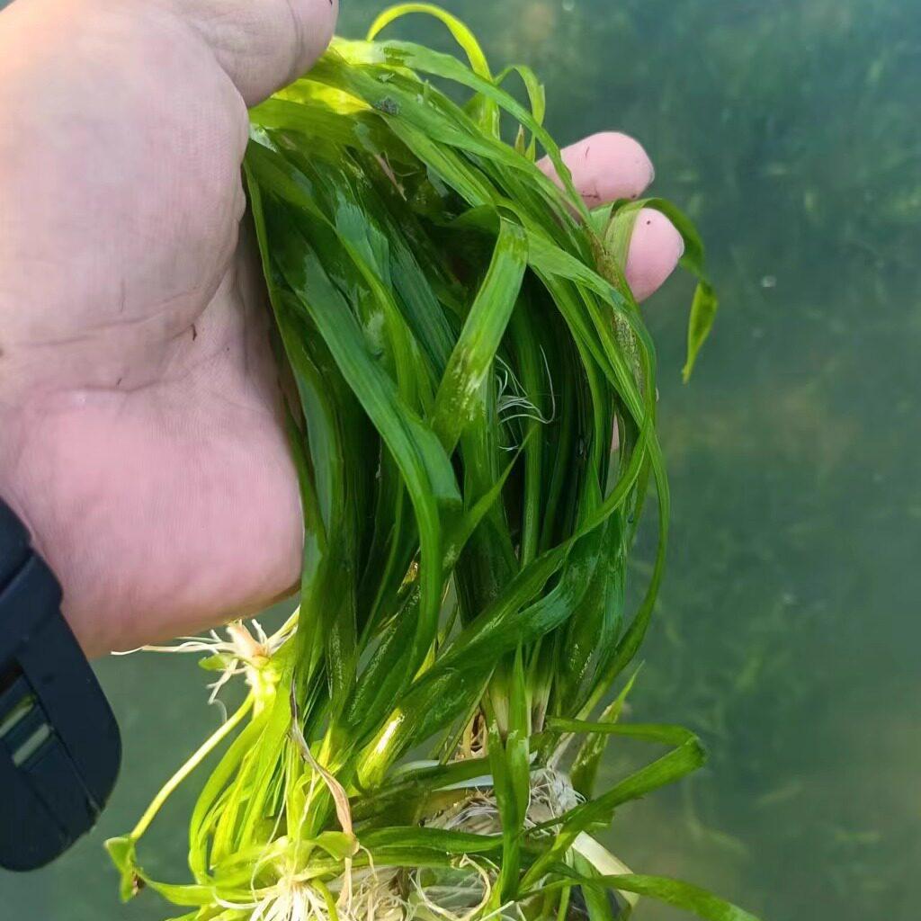 七八十年代的顺德水乡人，最擅长落河涌割水草！
 
旧时顺德河网纵横，大大小小河涌
