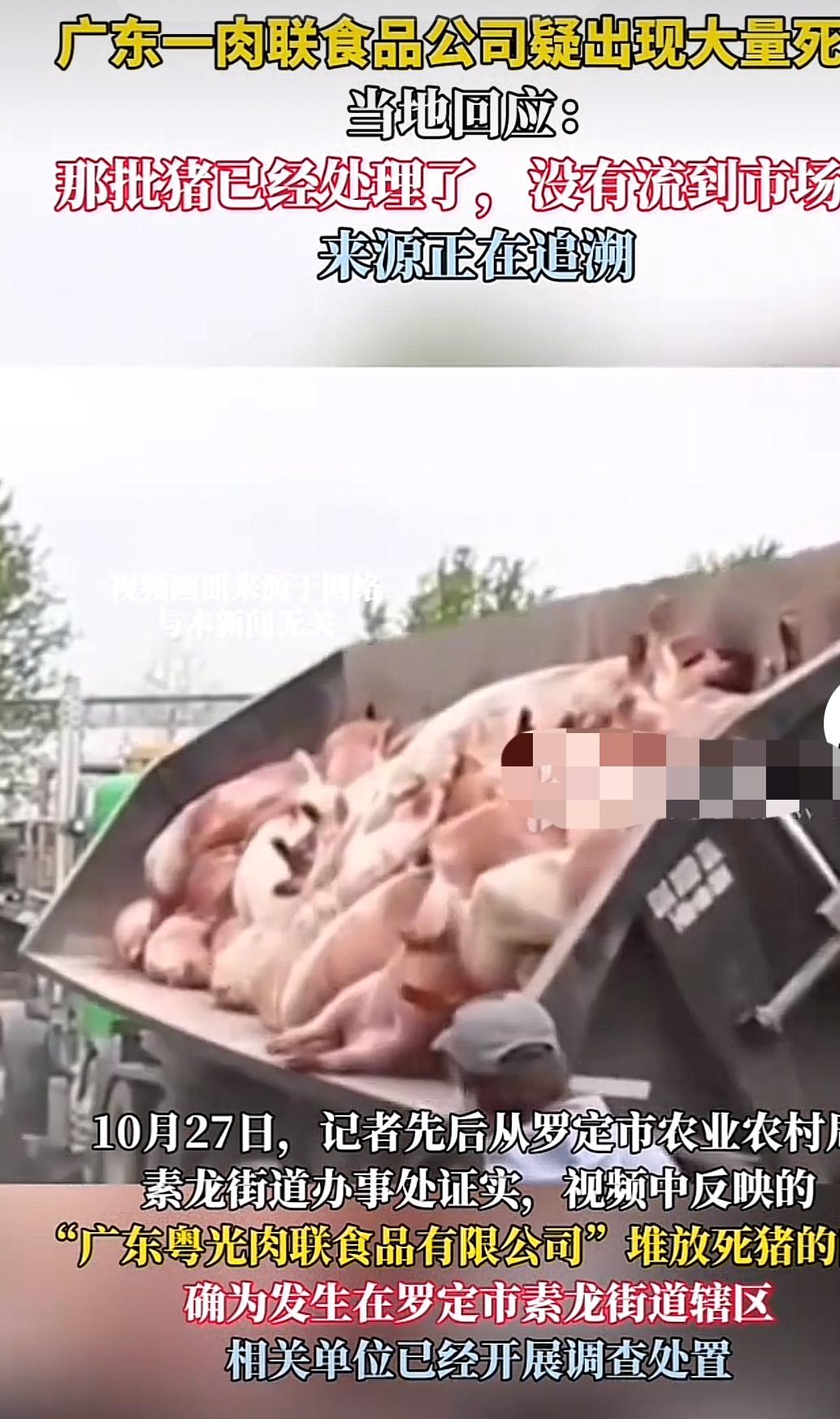千头死猪险上餐桌！云浮闪电查处非法处置案守护肉品安全

当一批本应无害化处理的死
