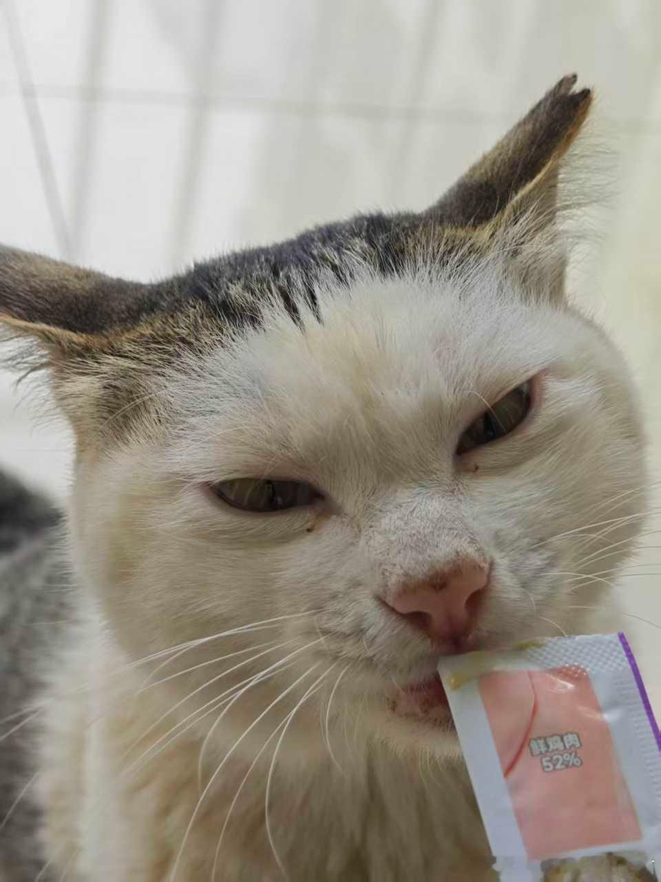 50637[丑猫]学校的猫，像宿醉的中年男人 