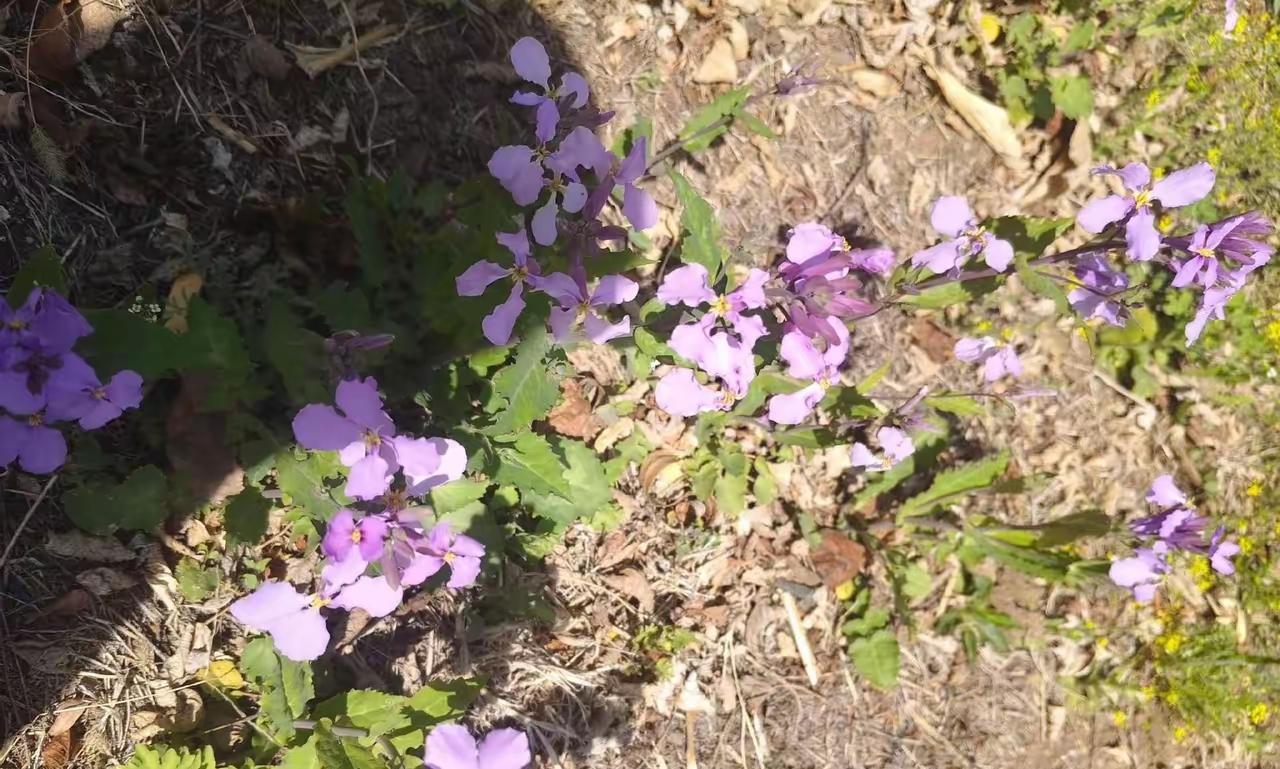分享随拍艳丽的小花花