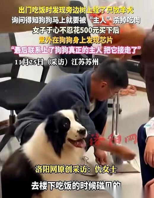 讲真，有时候你不得不信命。
苏州一个姑娘，路边看见一棵树上拴着条边牧，旁边站着个