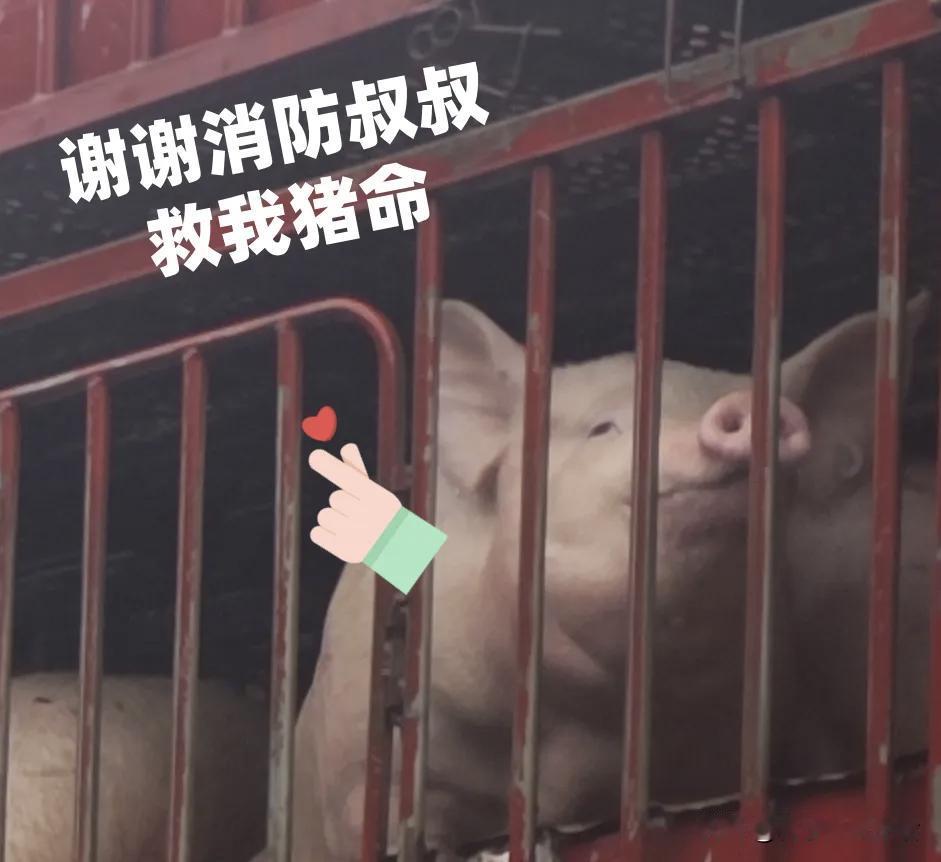 近日十堰郧阳区十天高速那段路上出了故障，整条路堵死了。

有个拉猪的货车师傅，车