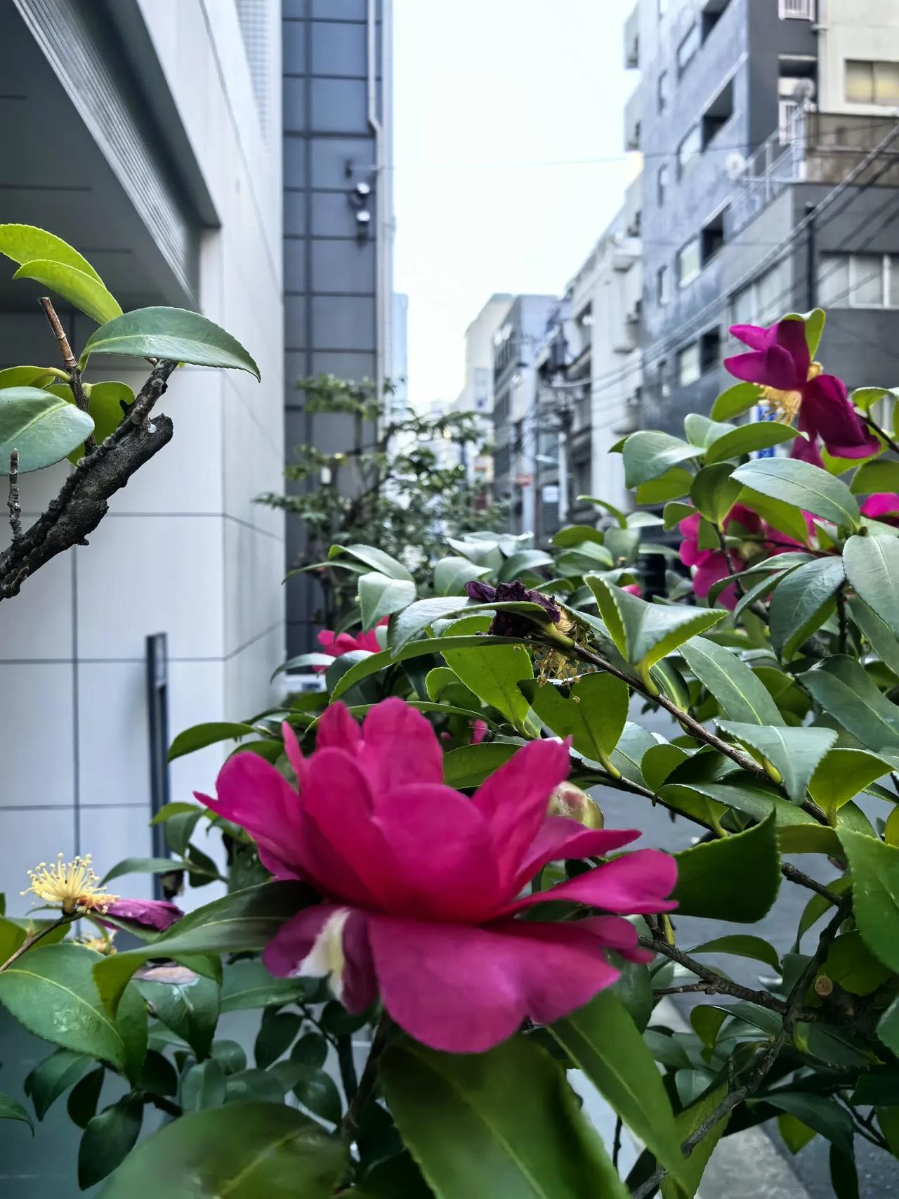 东京街头的山茶花🌺