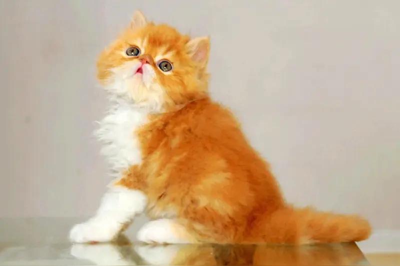 今天出去玩路上遇到一只猫好可爱呀！它还瞄瞄的对我叫哦，我刚想把它抓住抱回家，它却