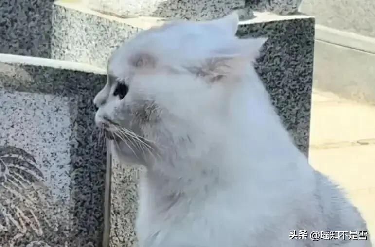 流浪三年、守墓三年，这只银渐层最后摘了朵小花才肯走……

网友：哭死我了

河南