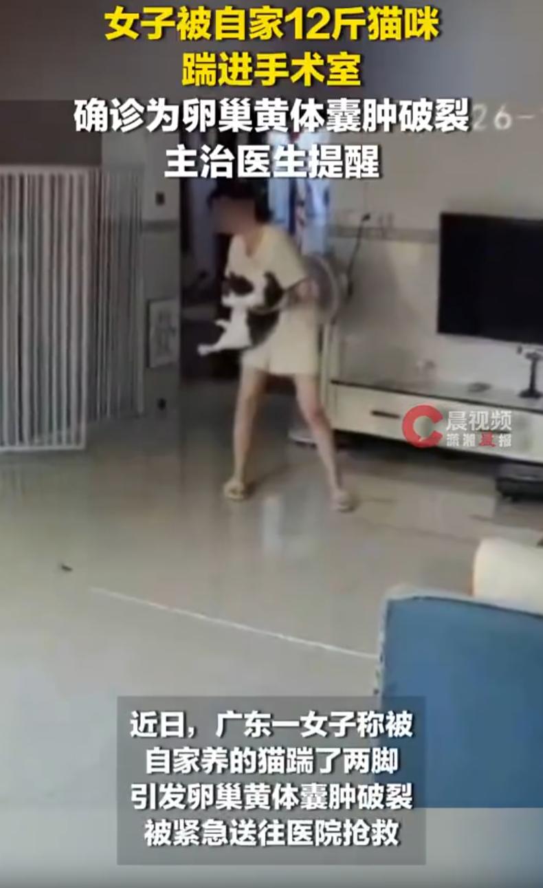 万万没想到！广东，一女子在家里招待朋友，谁知家里的猫看到外人后产生了应激反应，女