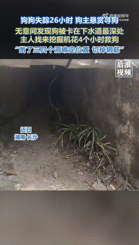 这才是双向奔赴的爱！长沙狗狗被困下水道26小时主人没放弃，它也拼尽全力等回应，看