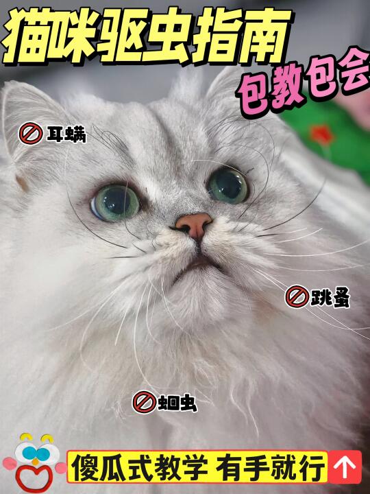 不懂就问 猫咪不出门就可以不驱虫吗