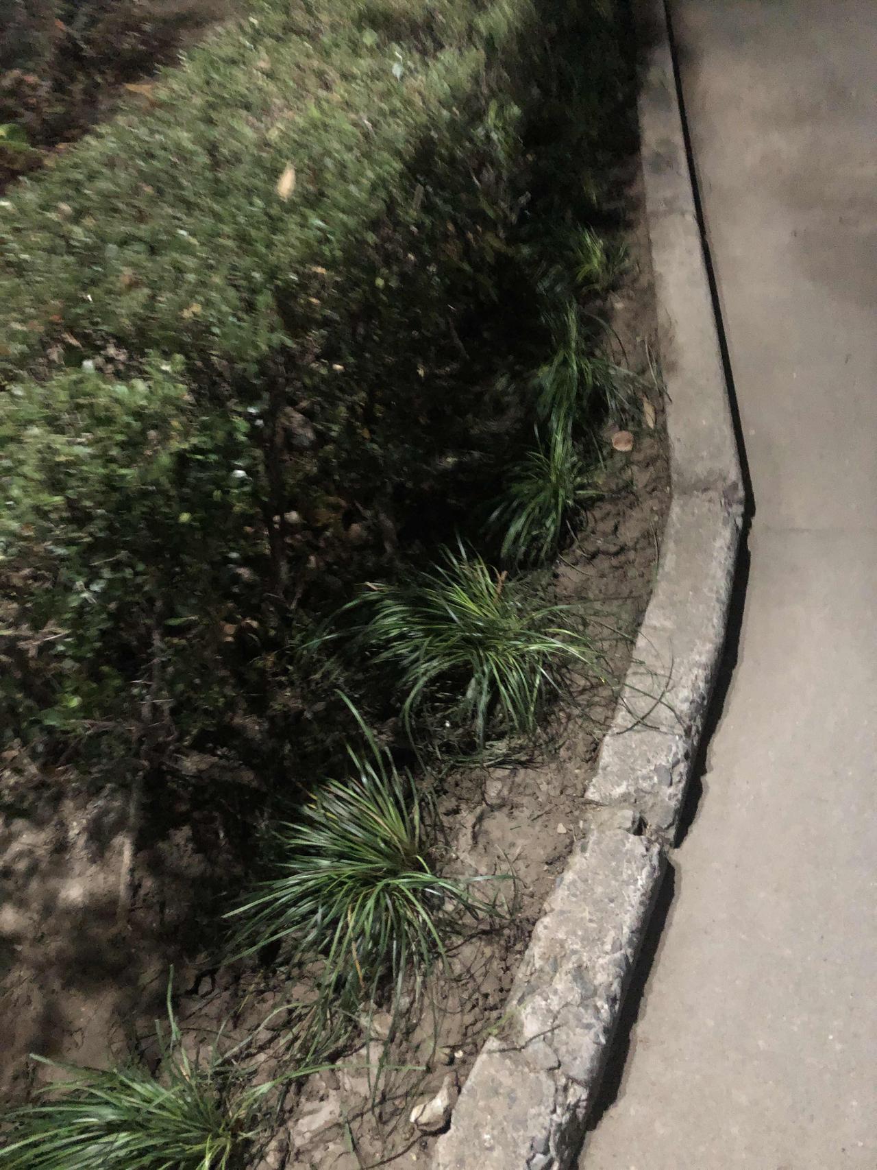 判断城市绿化是否足够细致，就去看看路边绿篱是否做了麦冬等草种收边。如果有，那么就