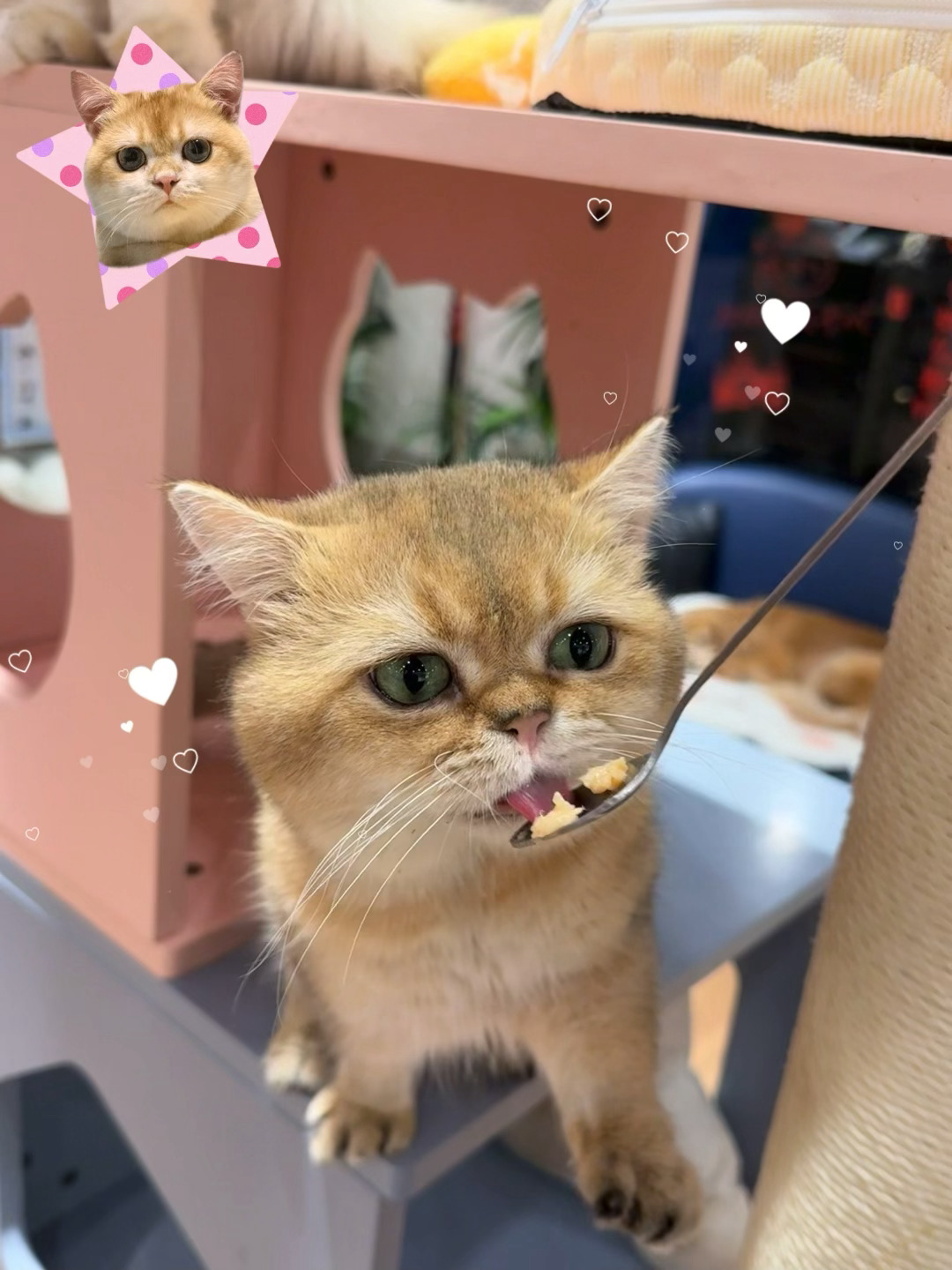 人 Do you love 咪^›⩊‹^ ੭ ？ 