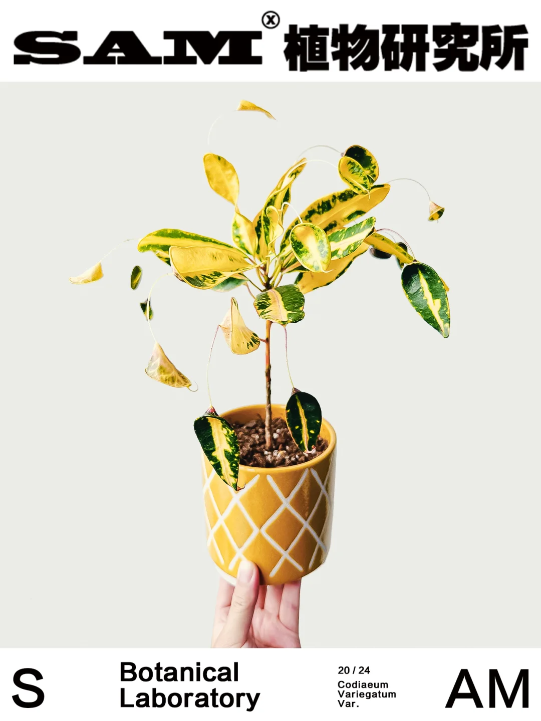 蜂腰变叶木｜Codiaeum Variegatum Var.inter