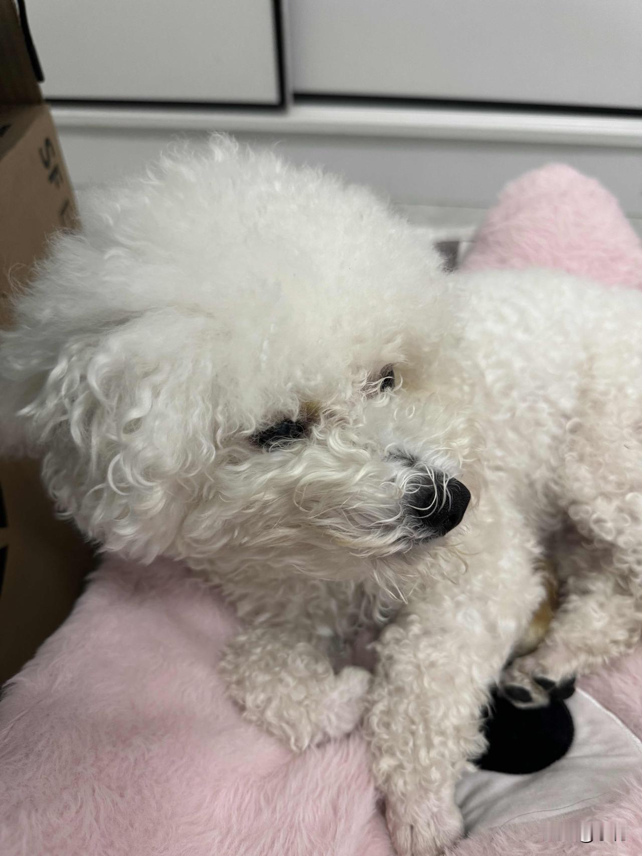 今天外面风大得出奇，我和我家小狗子都被困在家里。这小家伙一整天都百无聊赖，窝在它