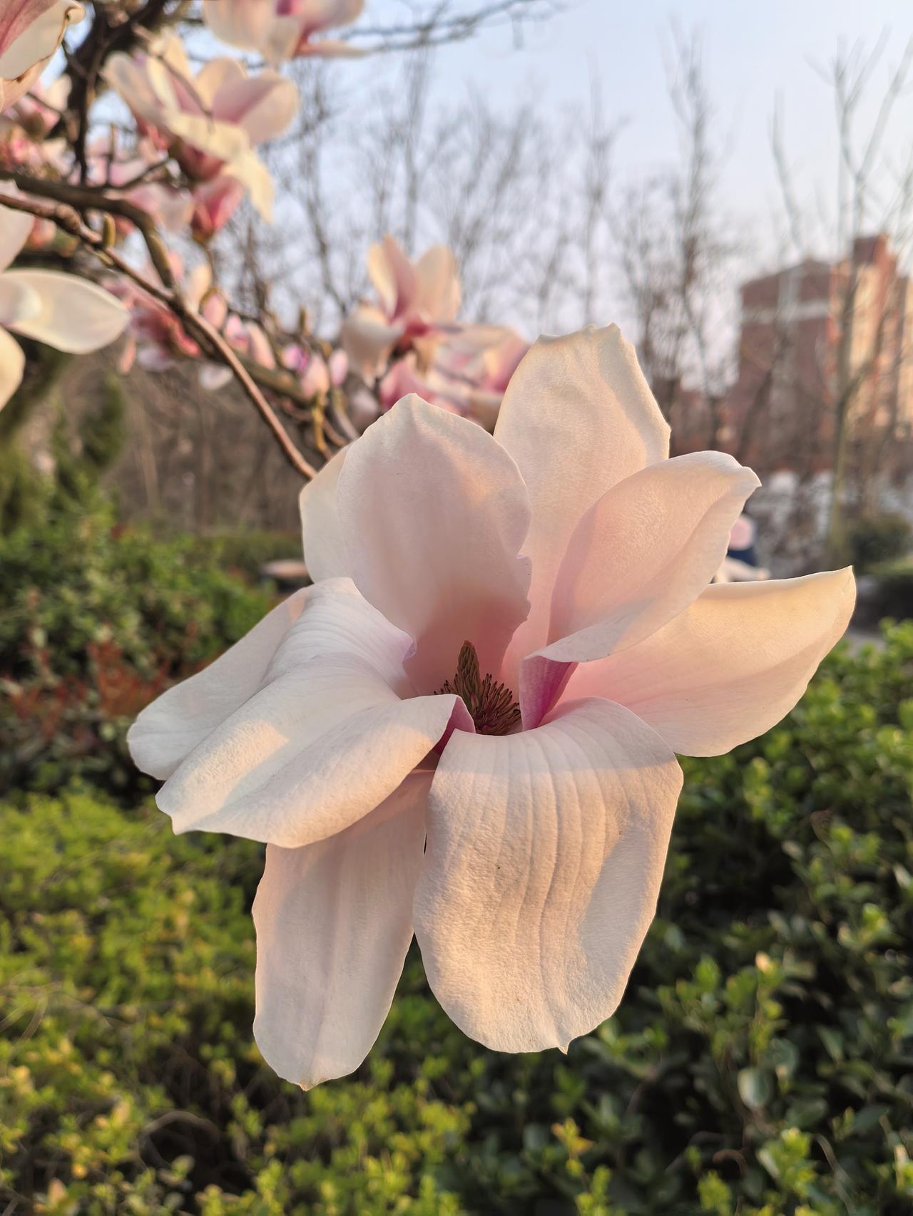 母亲生前四年因大脑功能蜕化，生活不能自理，不认识人。
几年前曾被摩托车撞伤左腿，