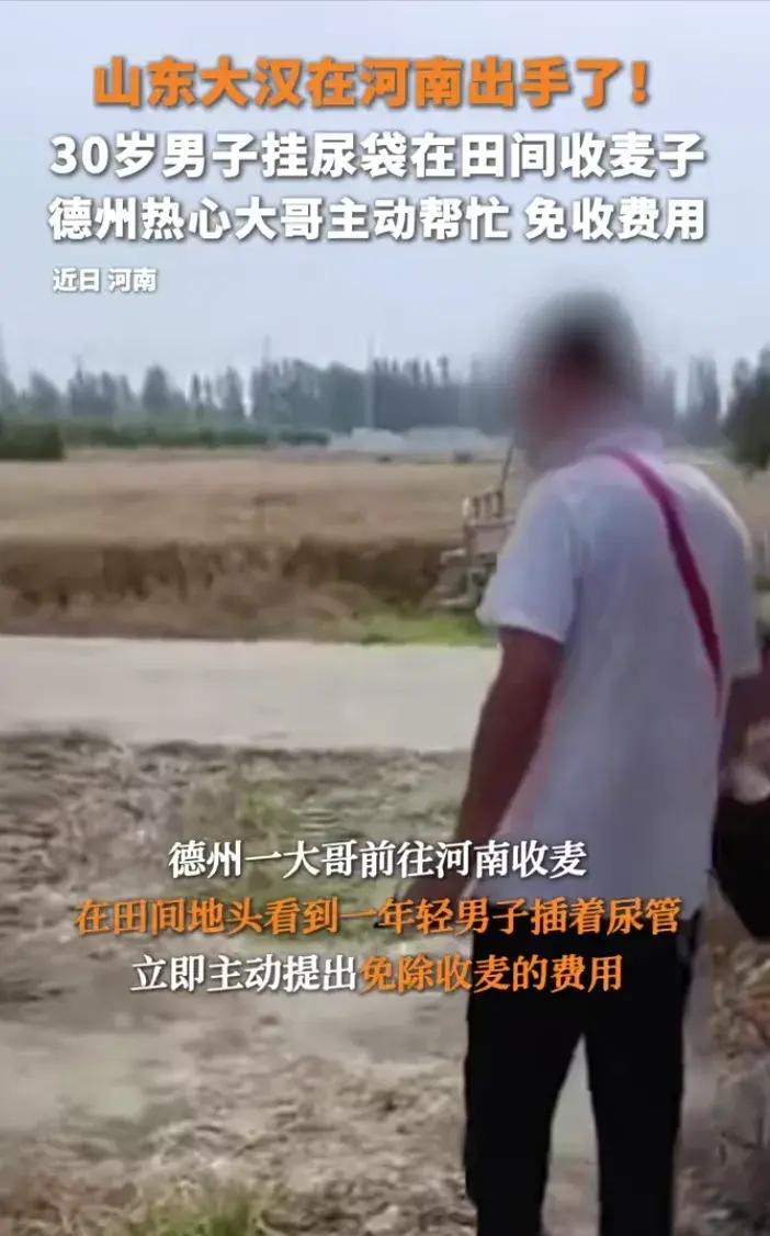 这个山东大哥火了！德州农机手到河南工作，因同情一男子挂着输尿管徒手割麦子！于是他