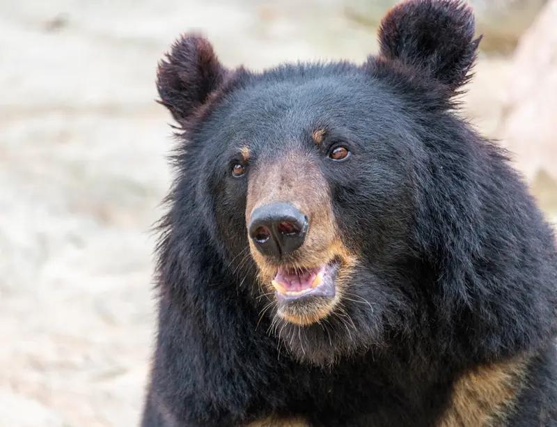咋整出来个熊患出来？不应该是熊色和熊样吗？这是借题发挥还是意有所指？反正就是全世