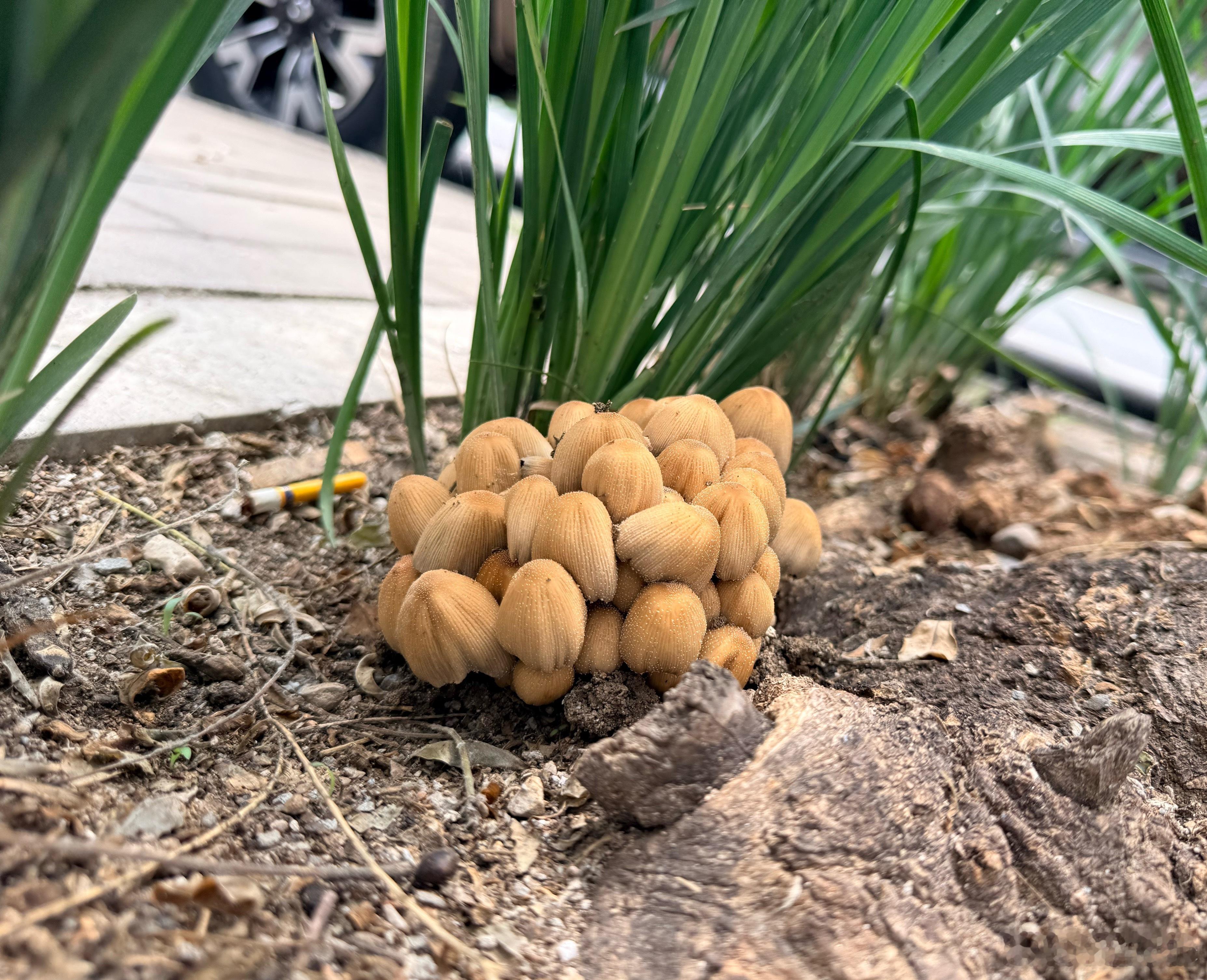 这是什么菌子 