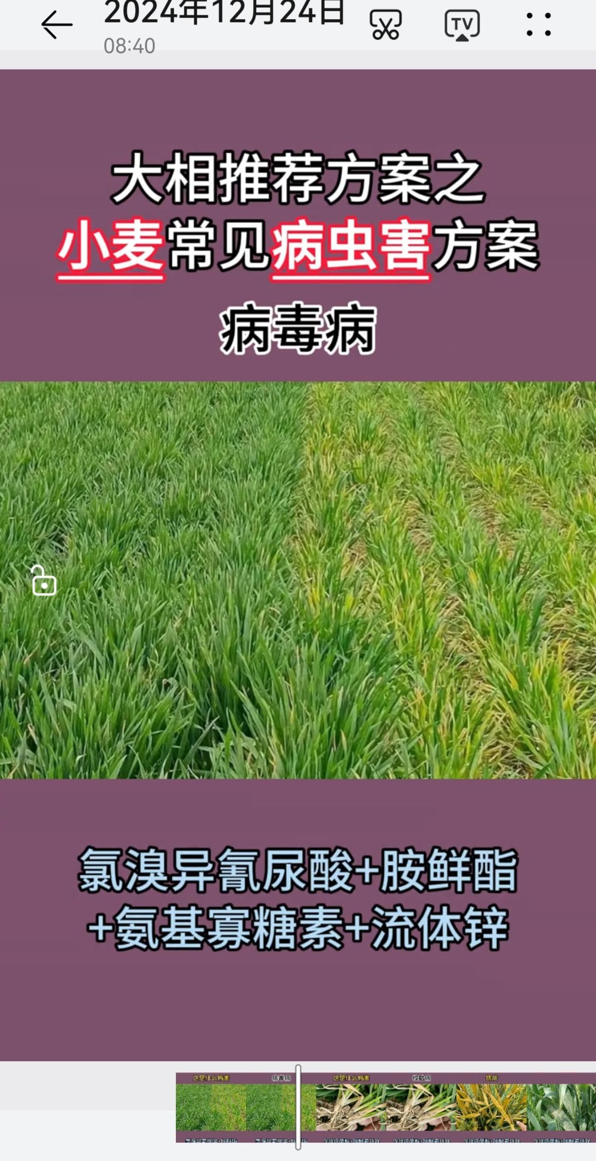 农业种植小麦病虫害防治 增产增收才是硬道理 农资经销