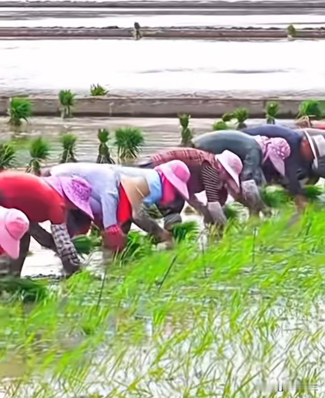 走进历史，探寻清朝时期迎接谷雨的传统习俗
朋友们，早上好！
今天是谷雨节，你可知