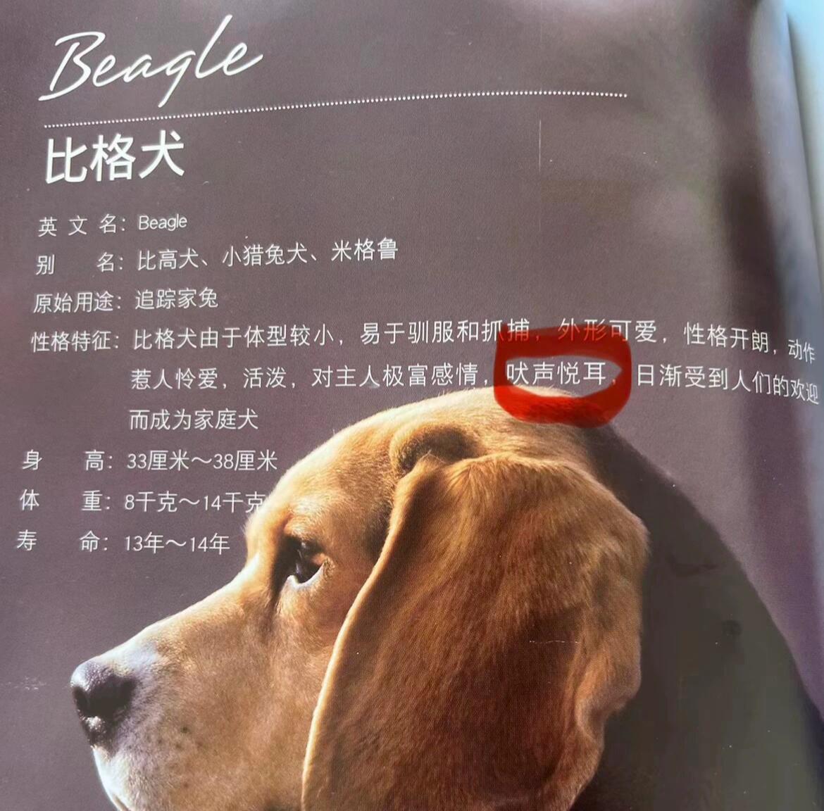 这个文章是不是比格自己写的 ​​​
