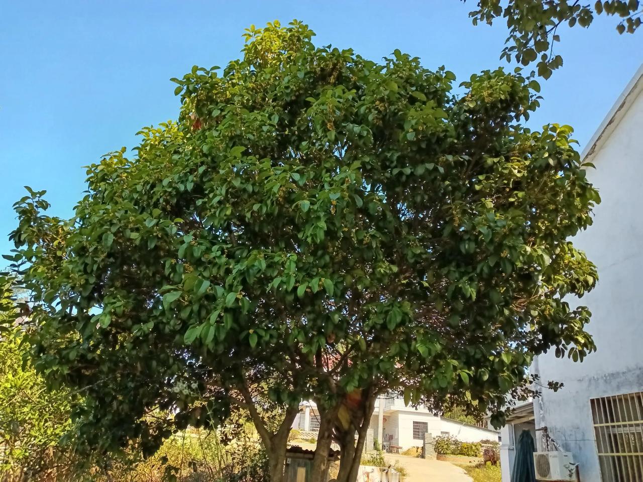 月桂花开
月月桂今年有几个月没有开花，上半年可能是雨水太多的原因，前两个月可能是