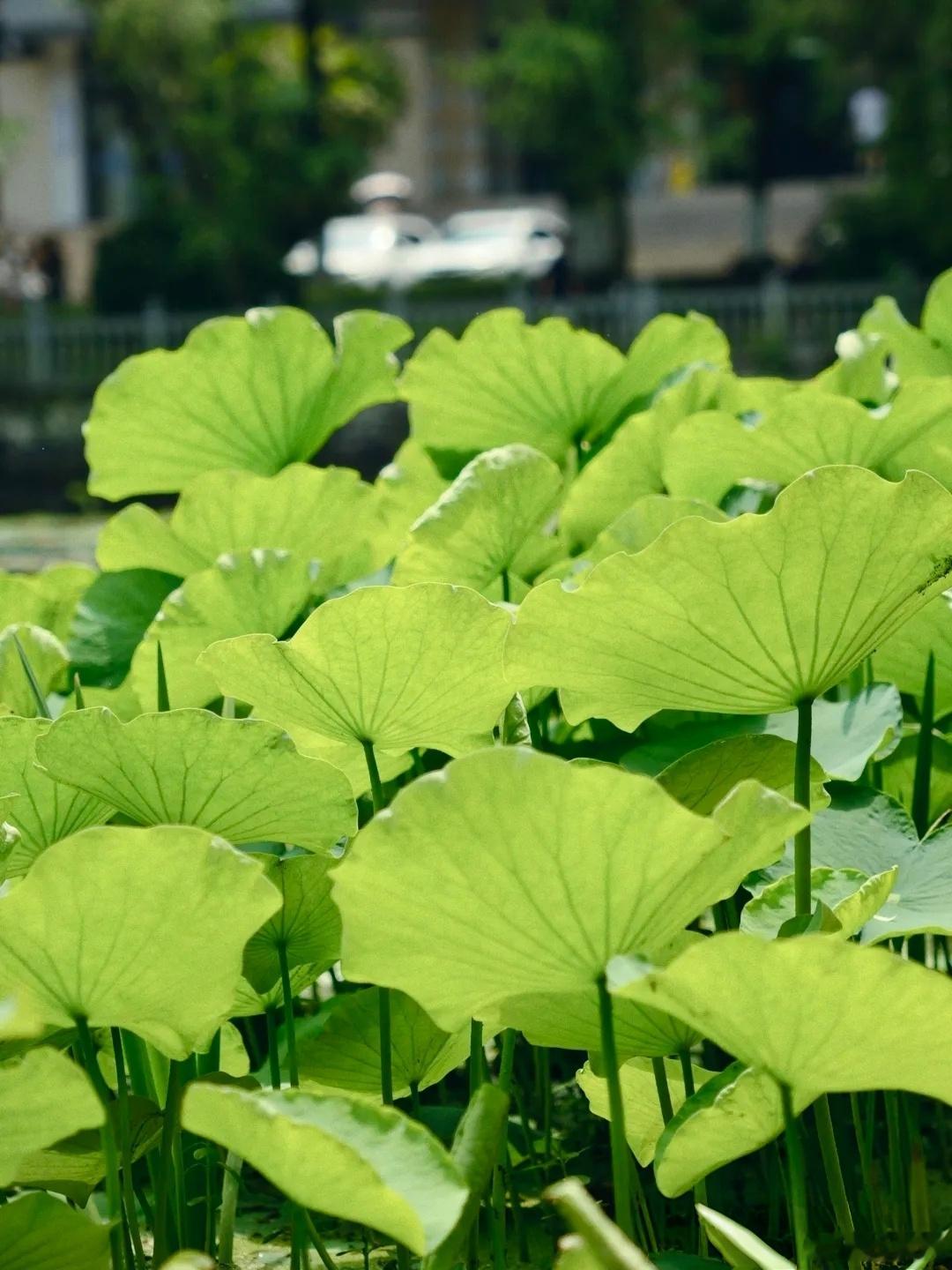夏天的影子仿佛在树枝间轻轻摇晃绚烂初夏，如诗如画 