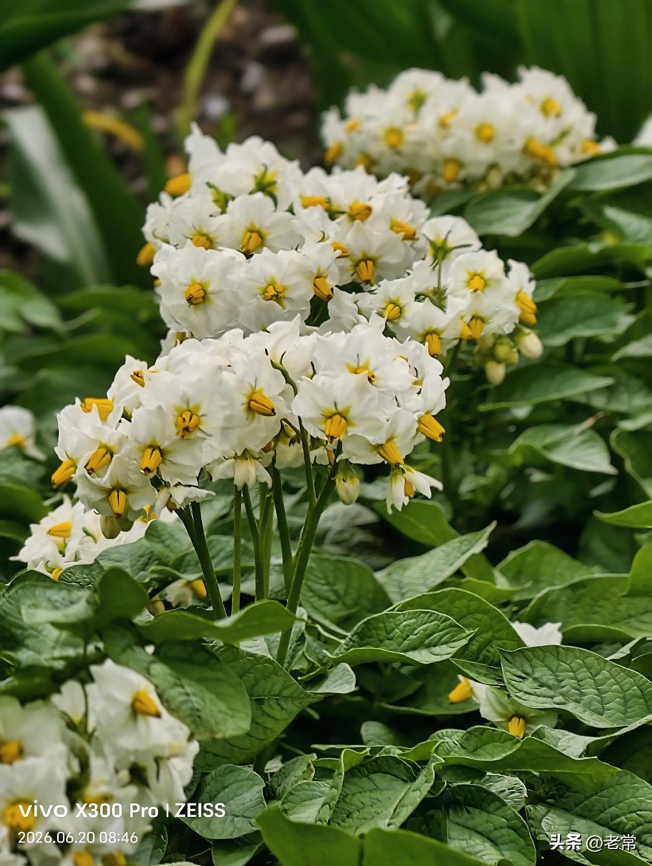 随手拍花草。
你能认出这是什么花吗？
评论区说说。